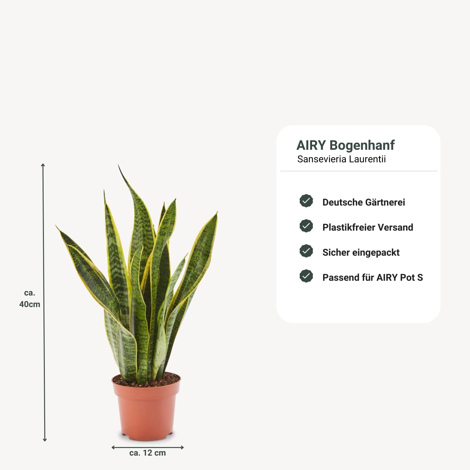 AIRY Luftreiniger System S inkl. Bogenhanf & 3-Liter Airy Base • Natürlicher Luftfilter beseitigt Schadstoffe, Allergene & Gerüche • Ideal für Räume mit ca. 10qm • 1317-613 anthrazit-grau
