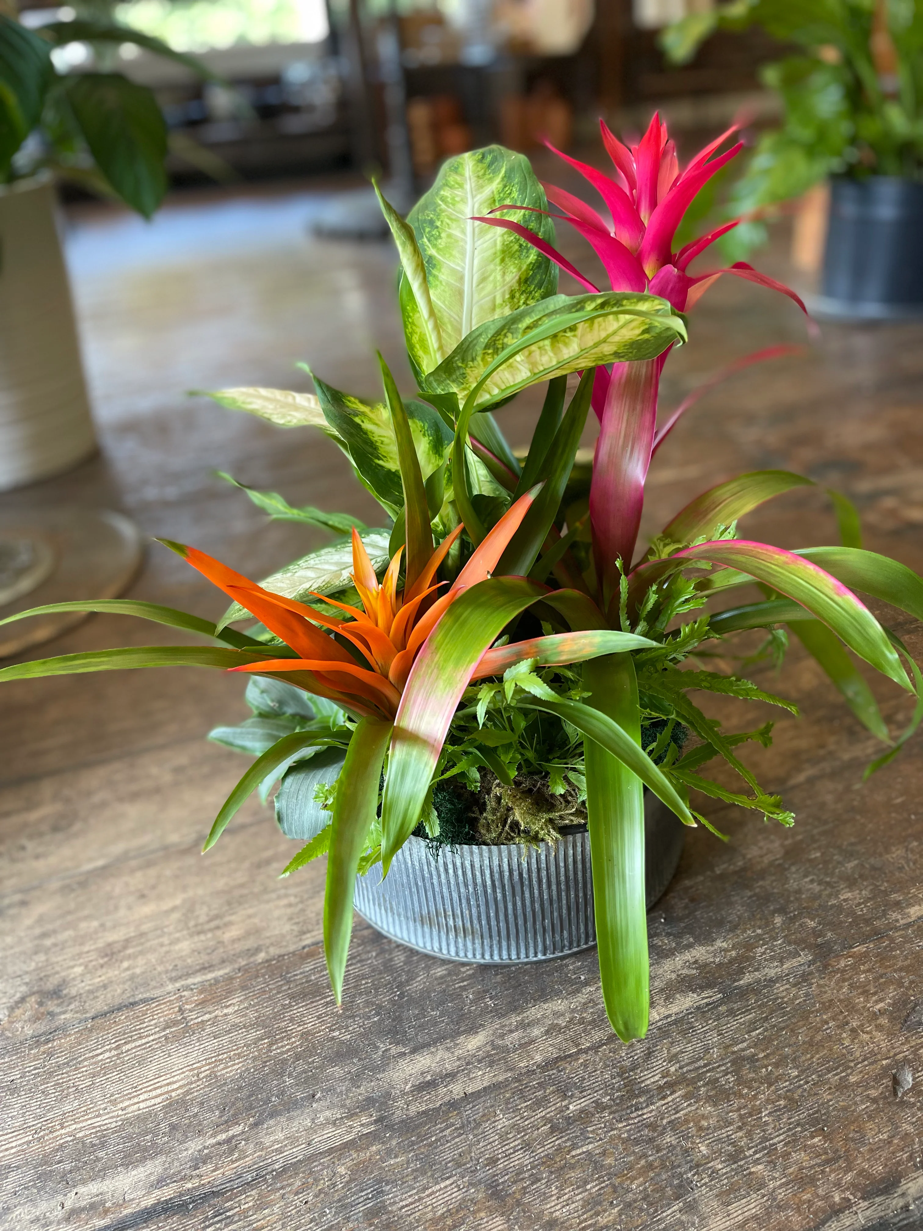 Plants