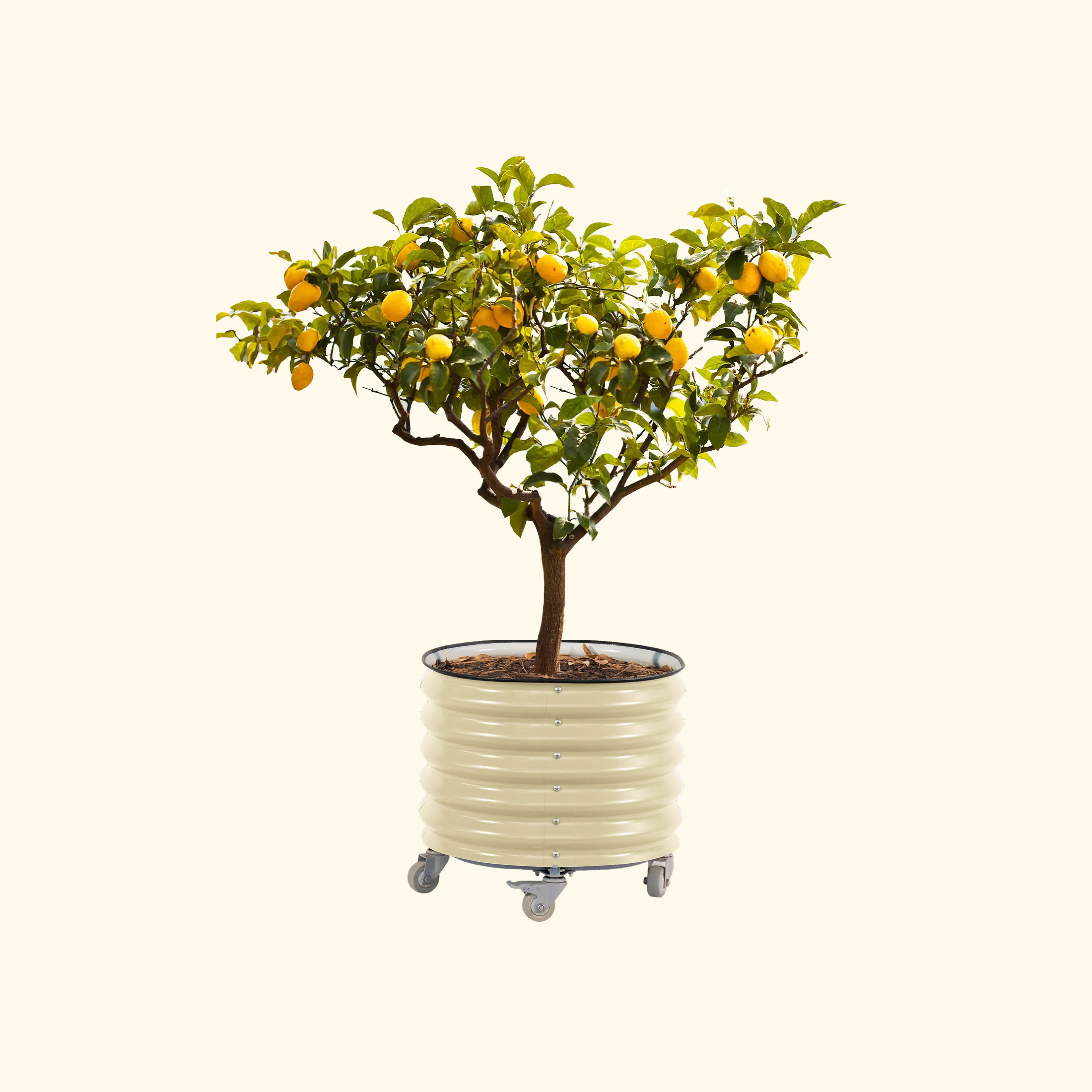 Brits Groen + Zelfbewaterende Rollende Citrusboom Planter