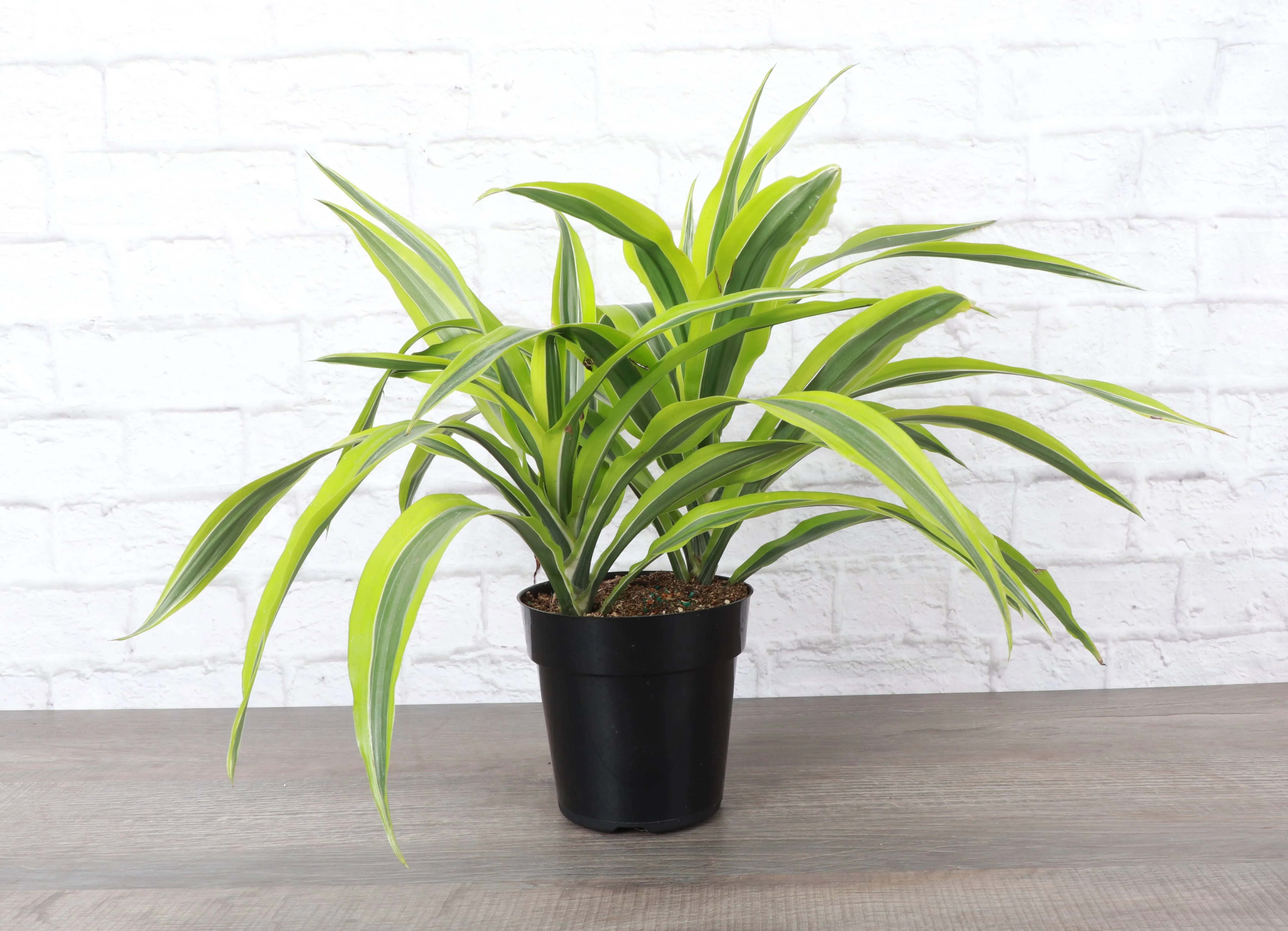 Lemon Lime Dracaena - Live Plant 6