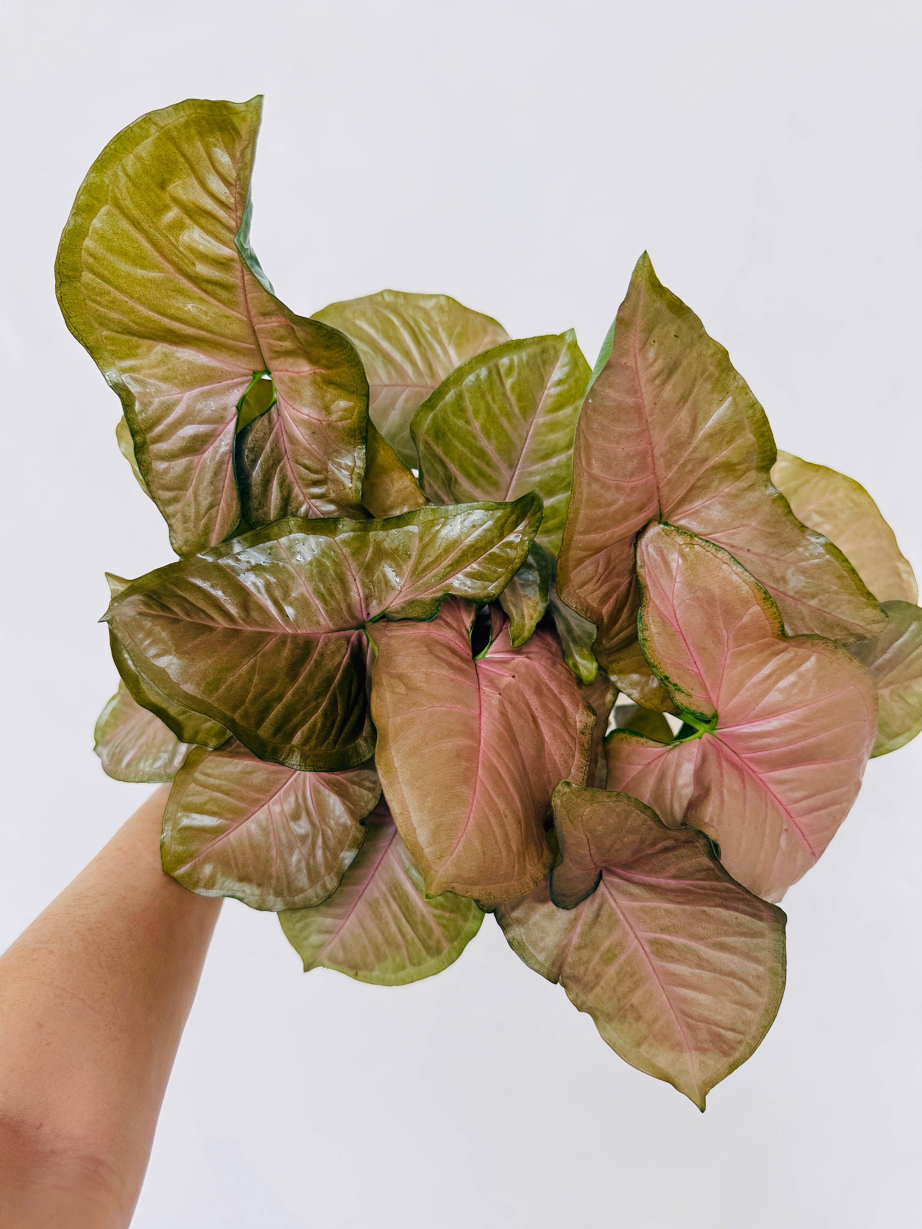 Syngonium Neon Robusta - Live Plant