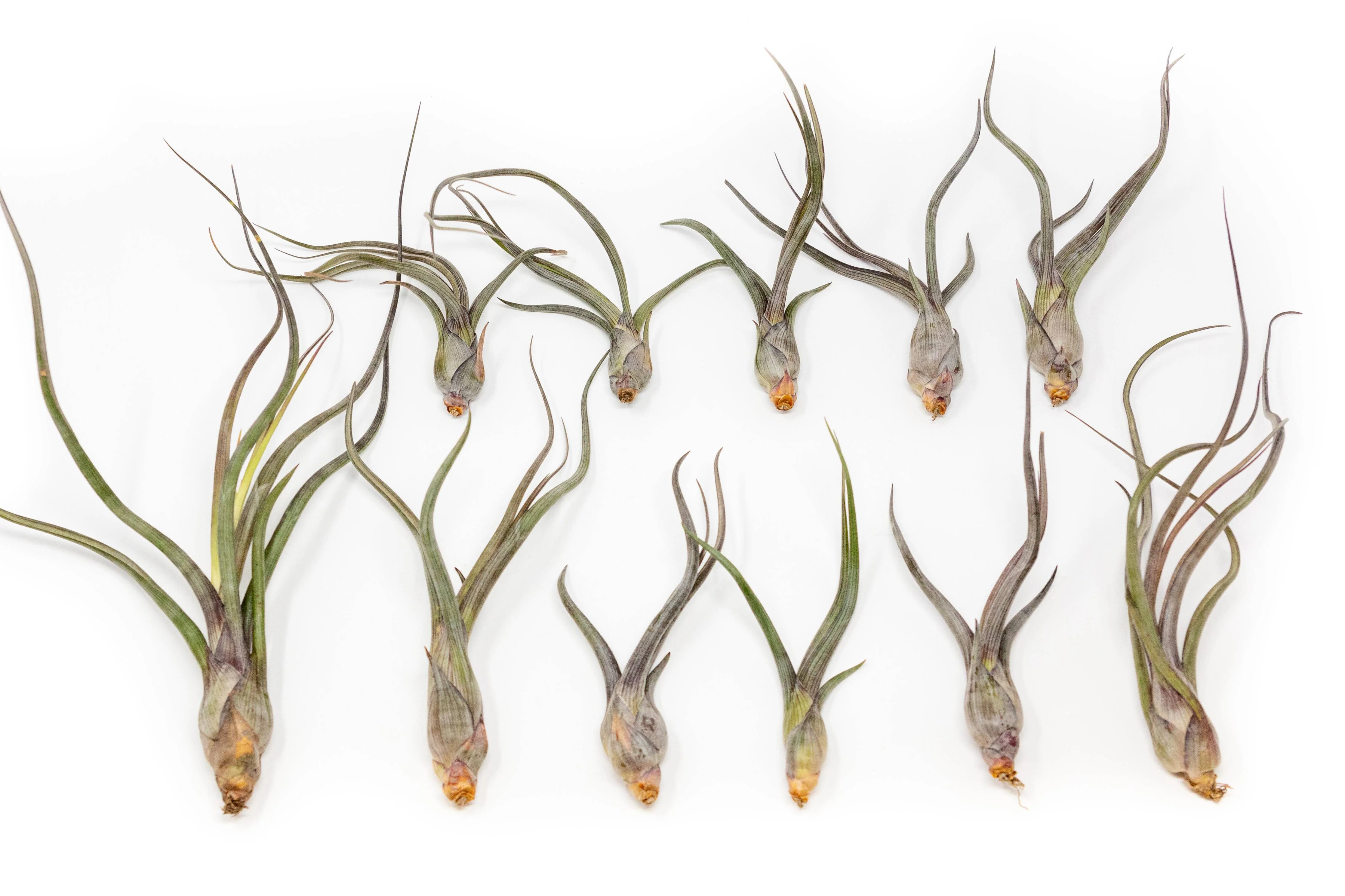 Large Tillandsia Air Plants BAILEYI