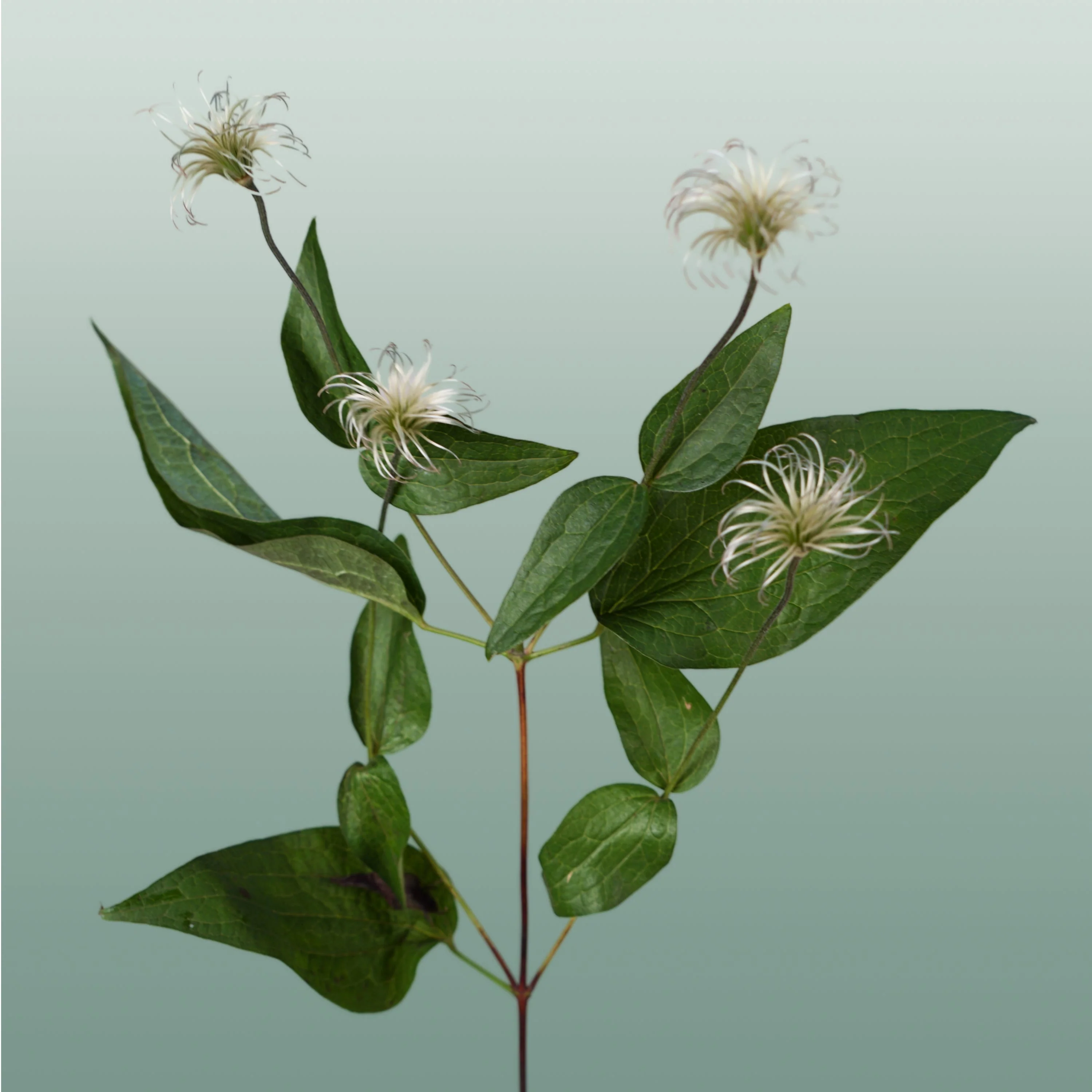 Clematis Amazing Kibo (10 Stems)