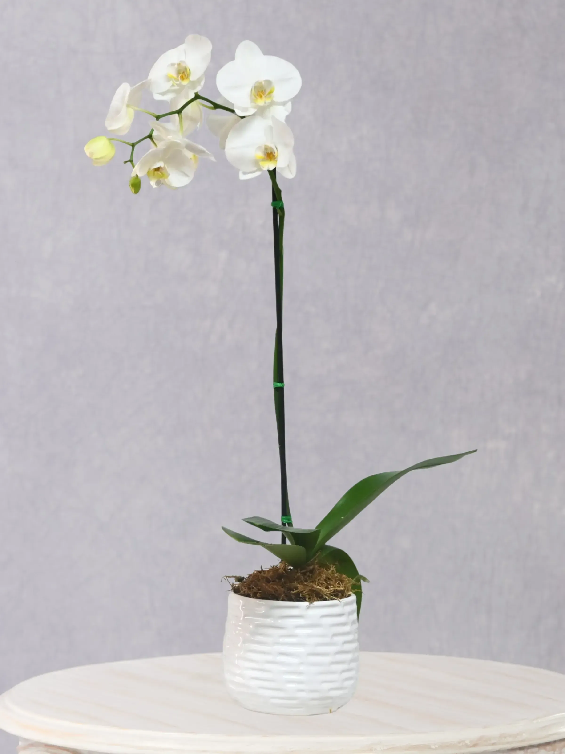 Orquídea Phalaenopsis