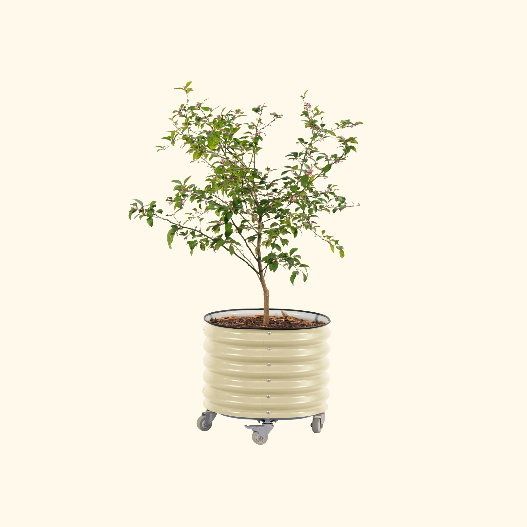 Brits Groen + Zelfbewaterende Rollende Citrusboom Planter