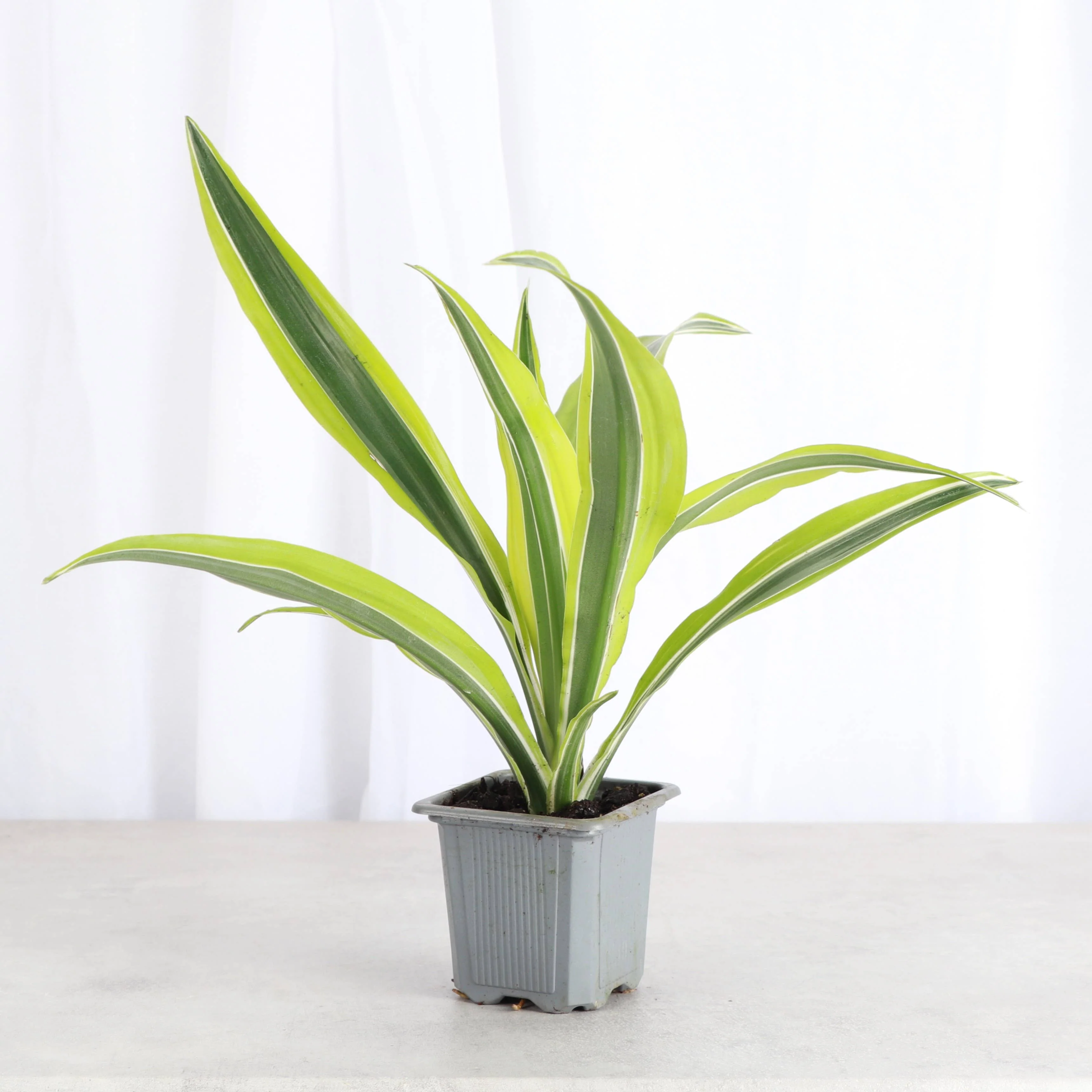 Lemon Lime Dracaena - Live Plant 6