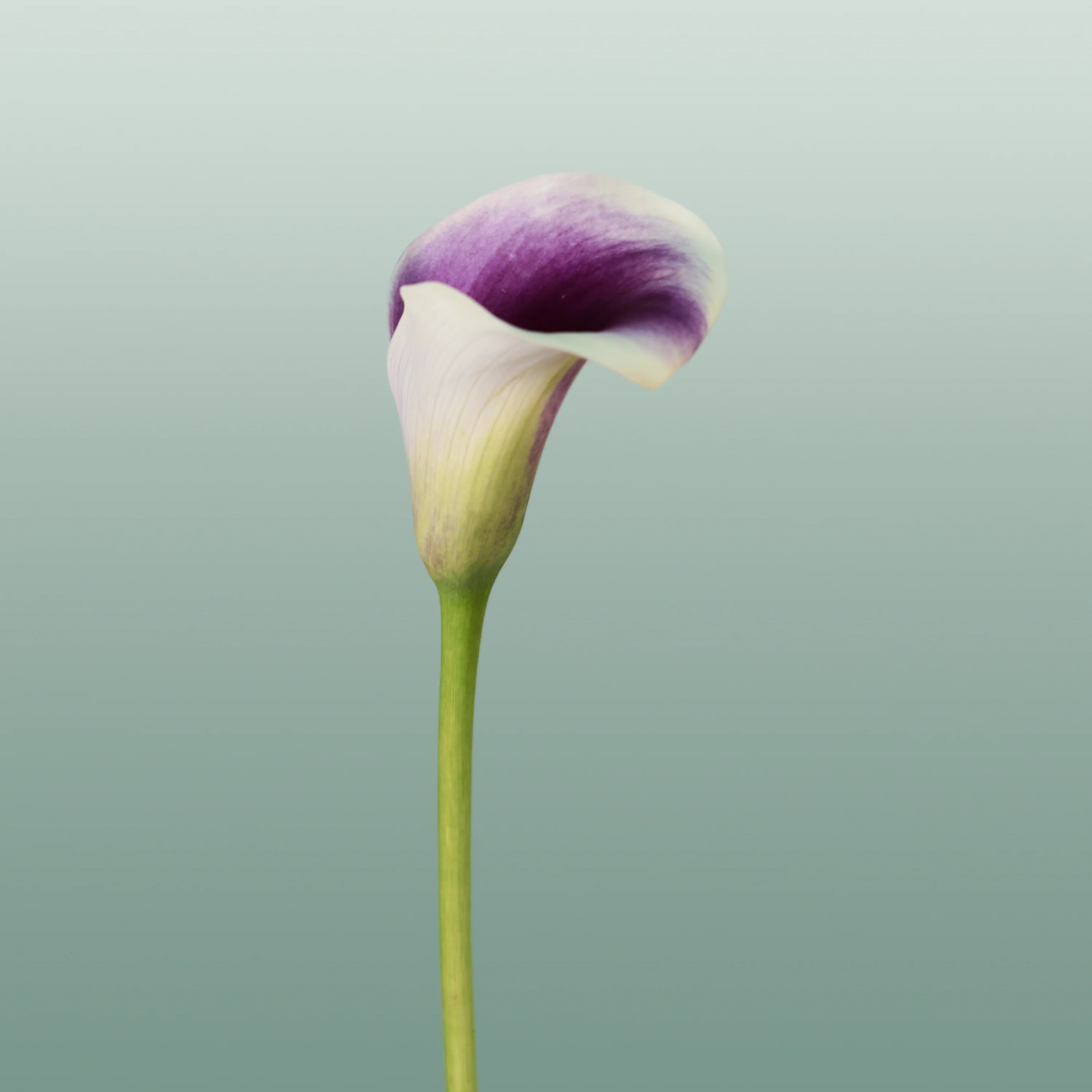 Calla Captain Ranomi