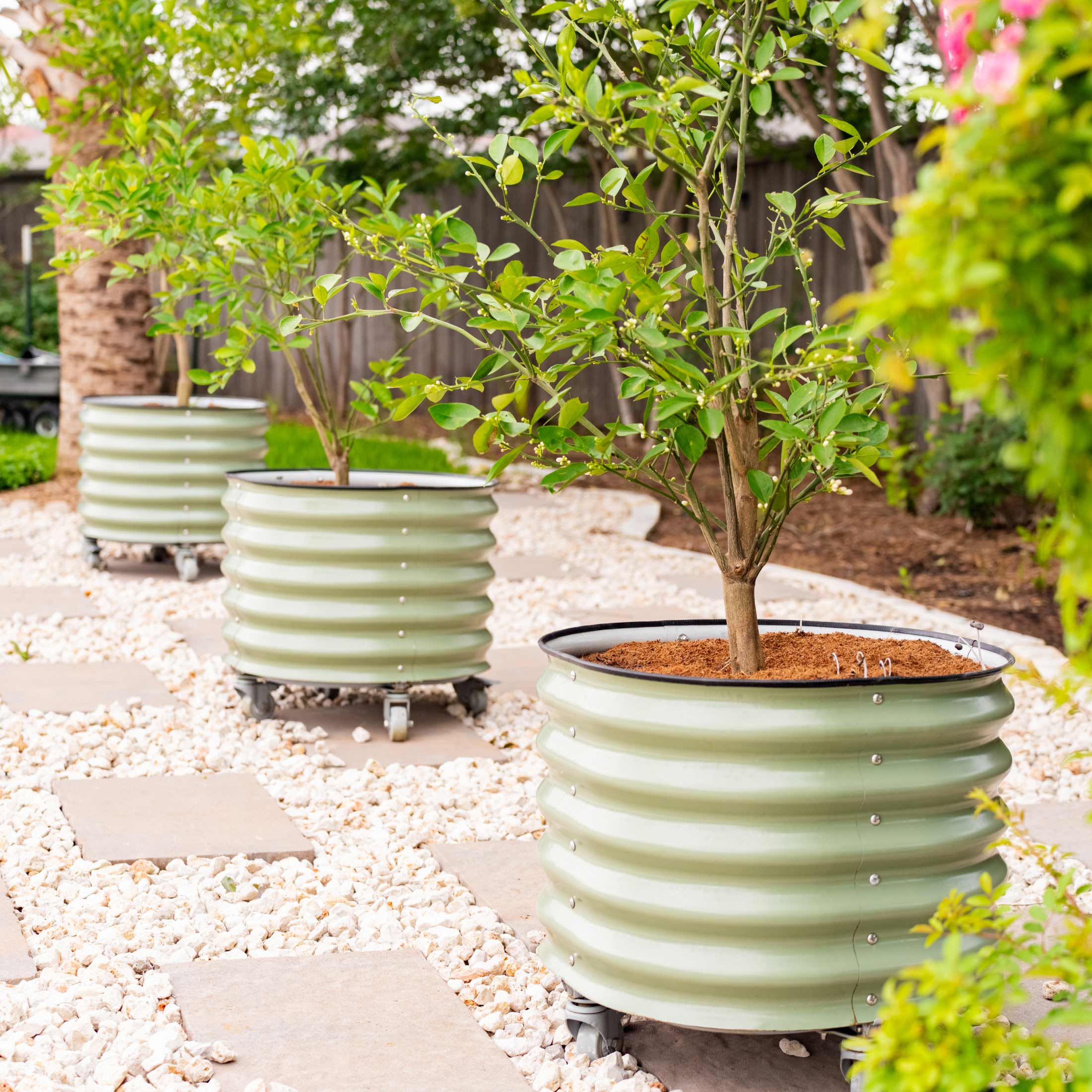 Brits Groen + Zelfbewaterende Rollende Citrusboom Planter