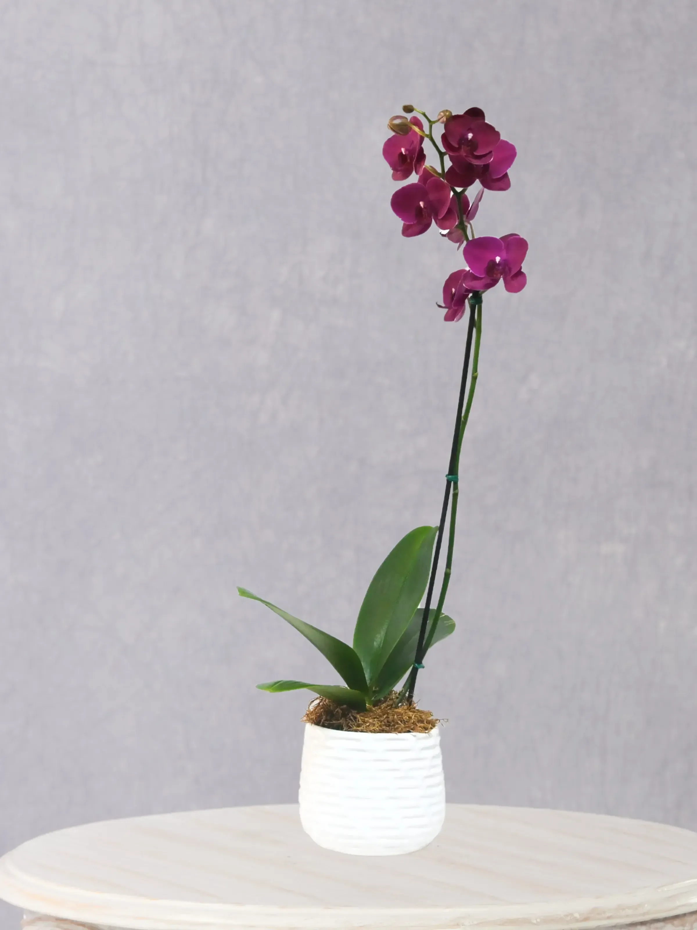 Plantas y Orquídeas
