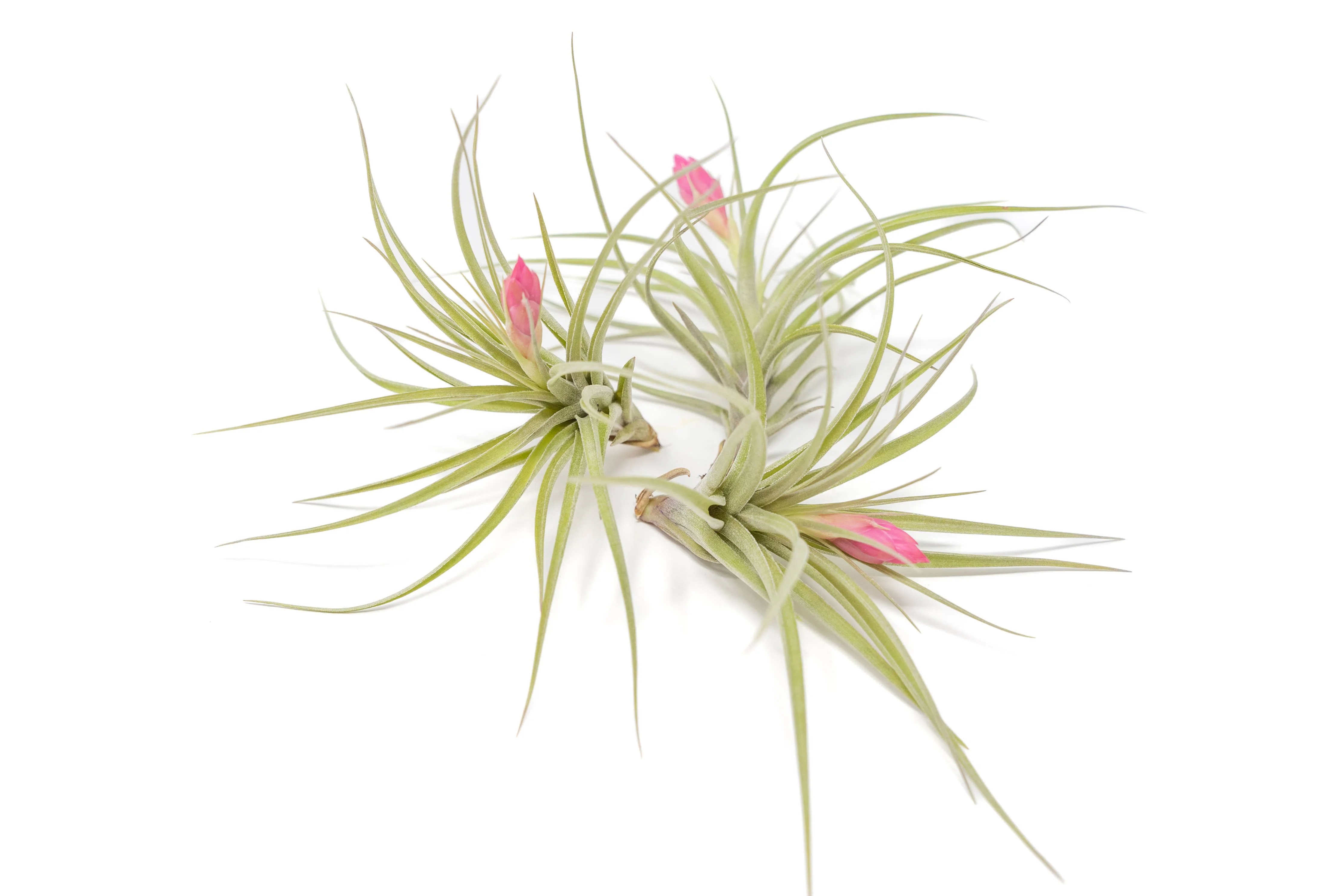 Tillandsia Stricta 'Green' Hybrid Air Plants