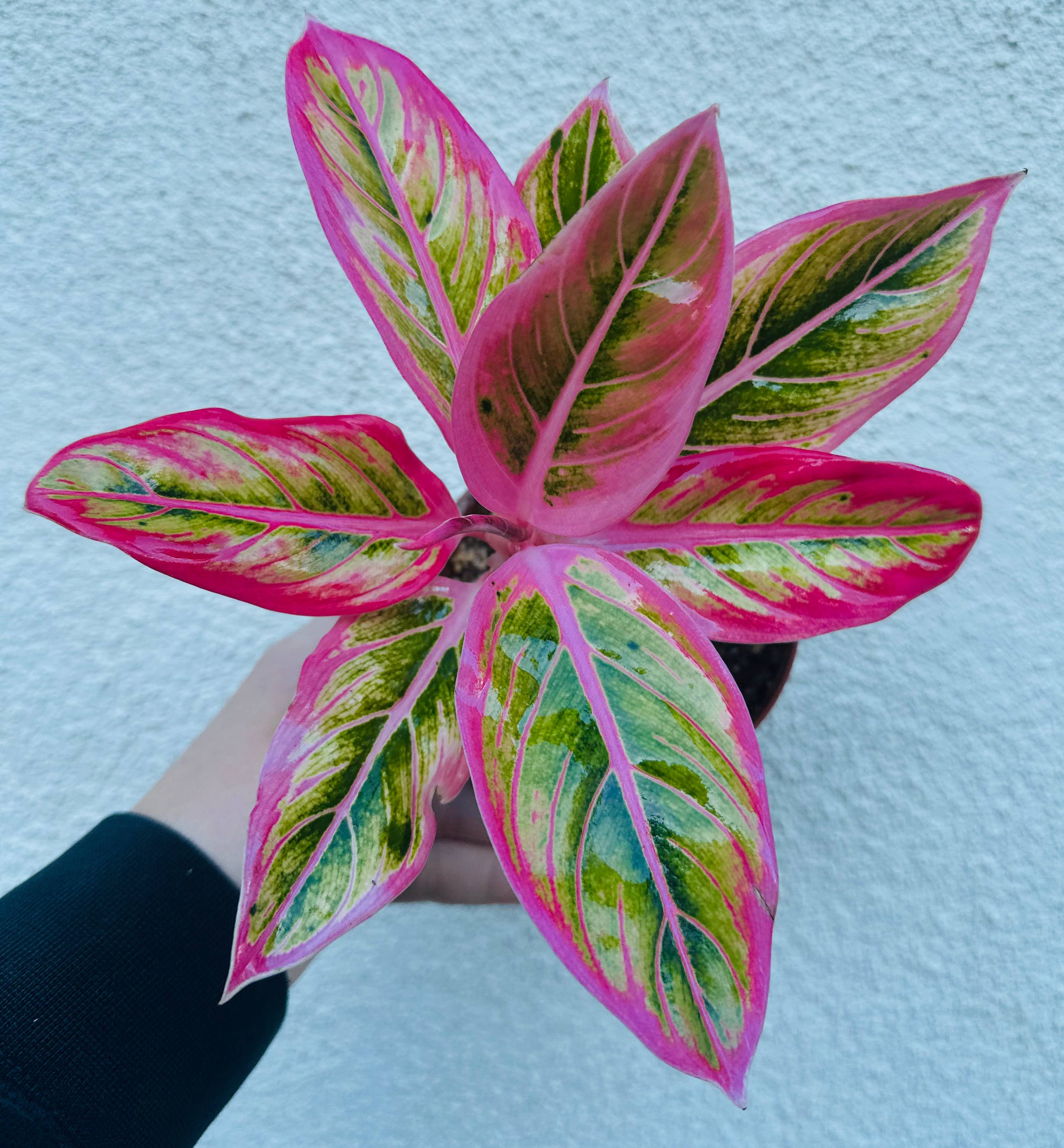 Aglaonema Lotus Delight Rare Find! Live Plant