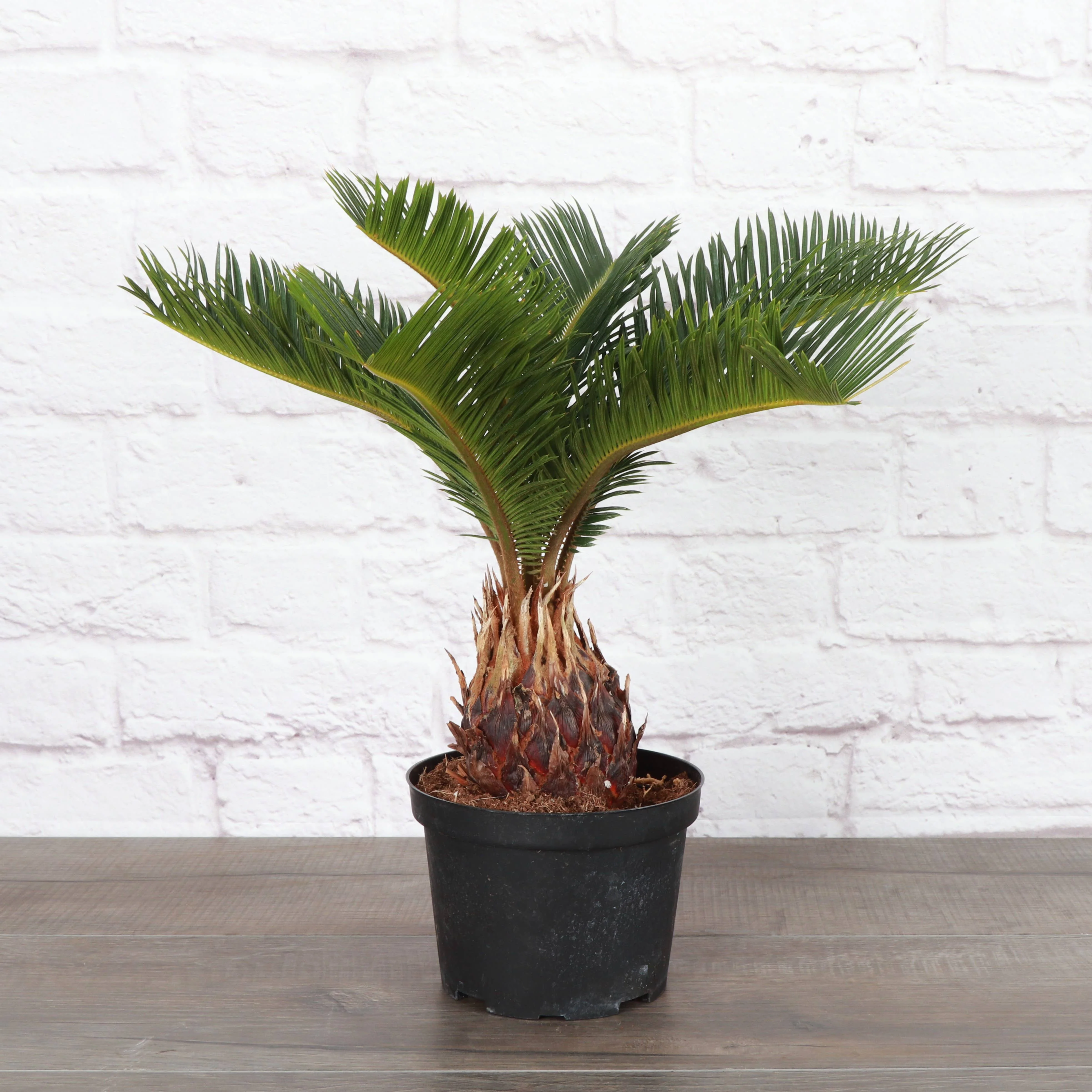 Sago Palm - Live Plant 6