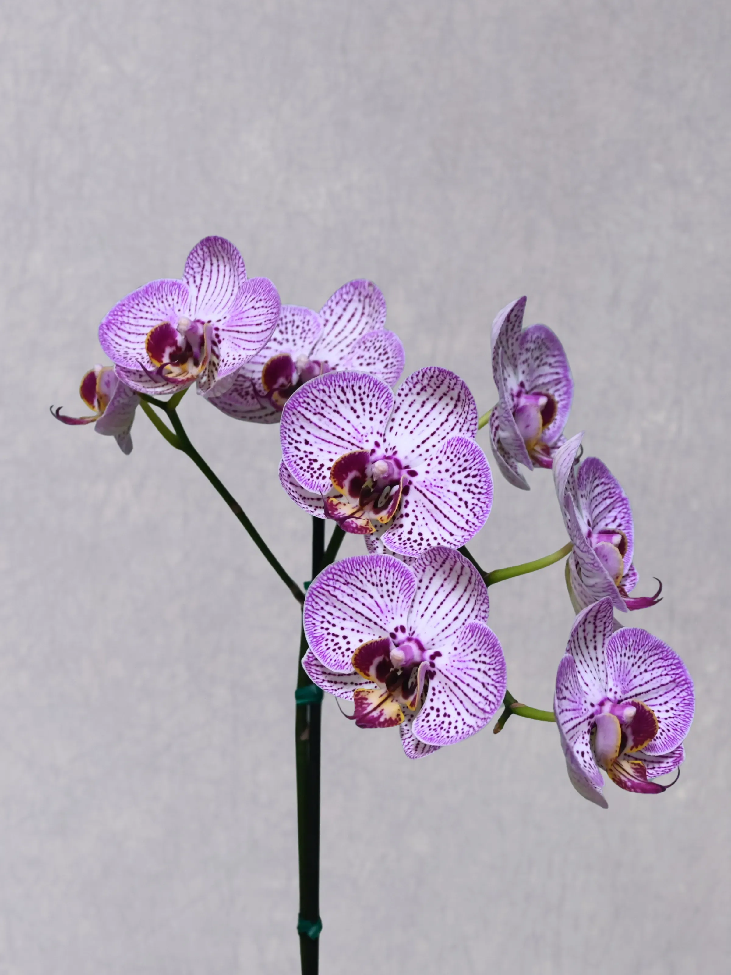 Orquídea Phalaenopsis