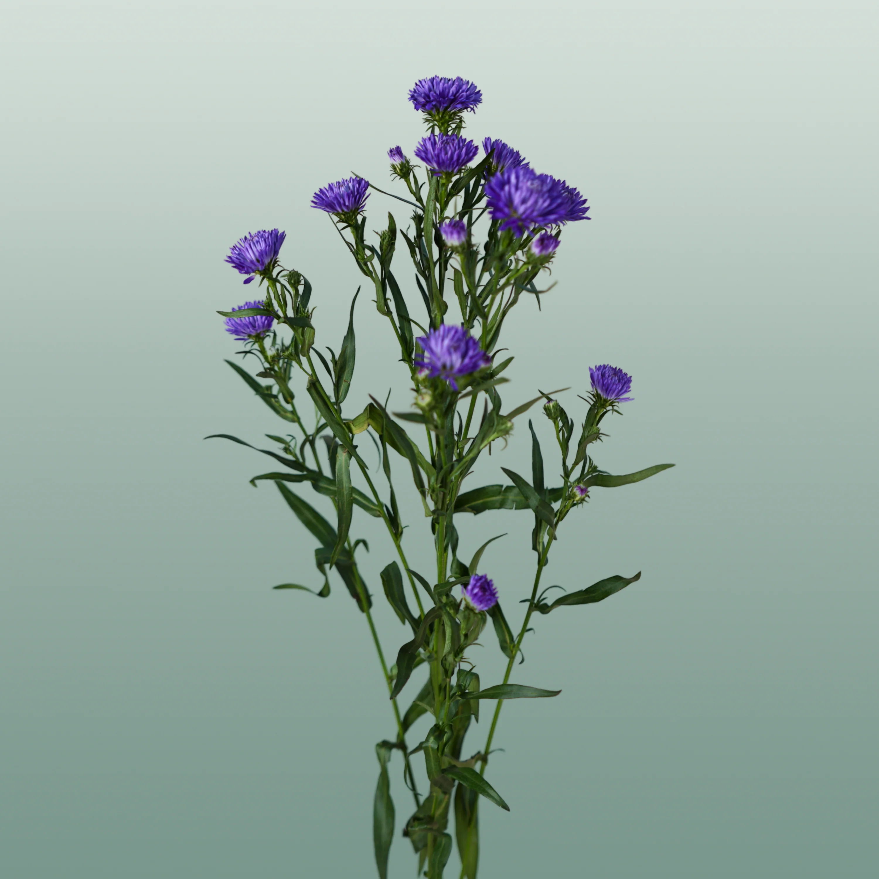 Aster Flash