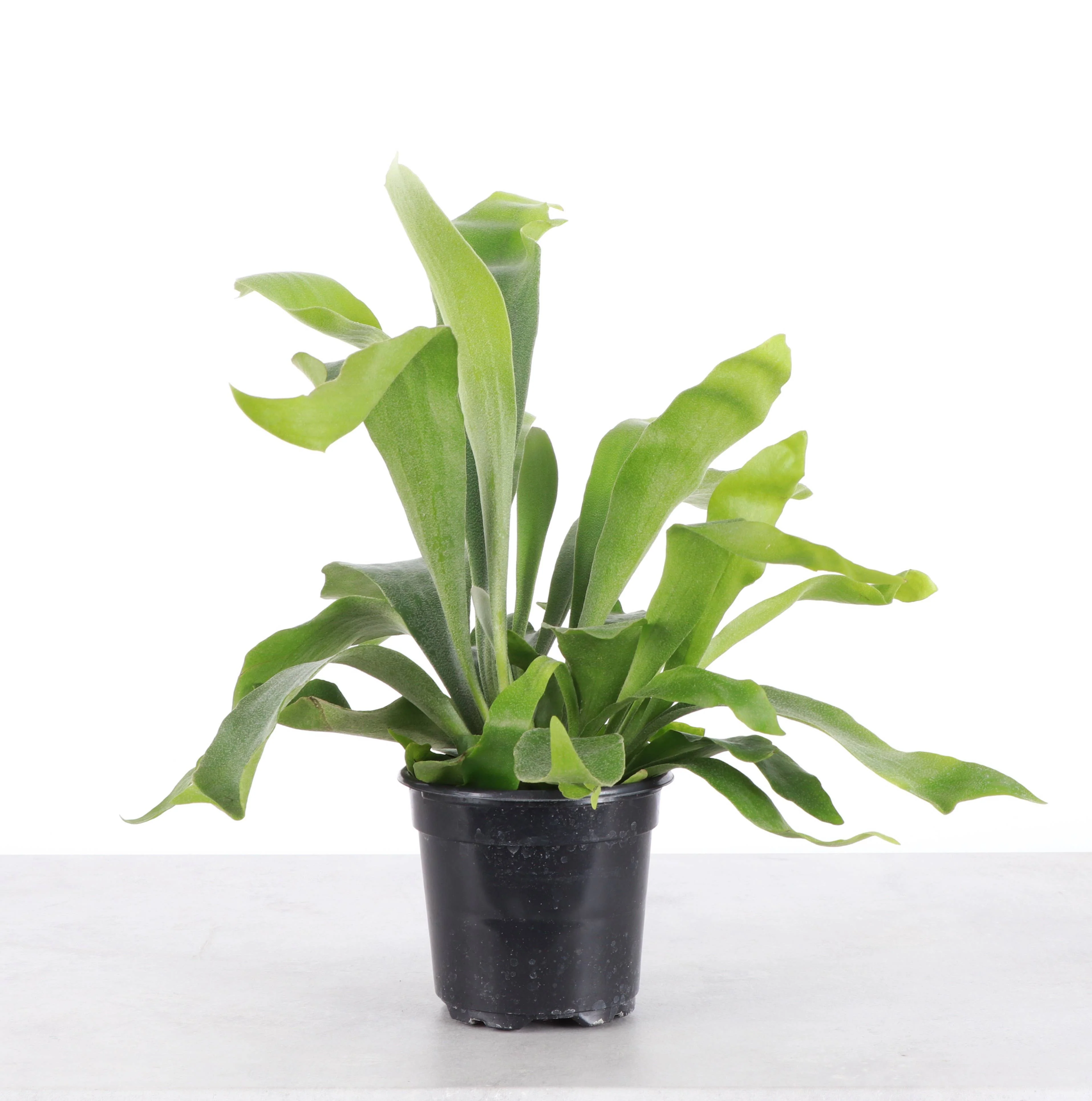 Staghorn Fern - Live Plant 4