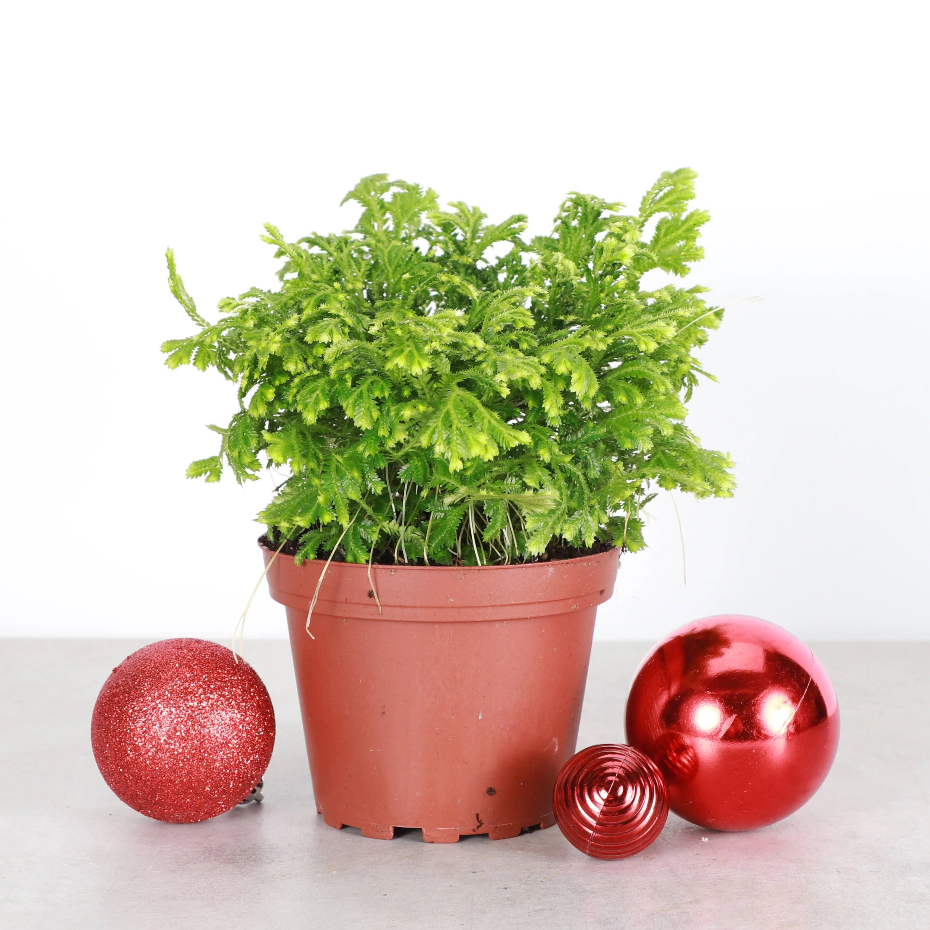 Frosty Fern Plant - Live Plant 4