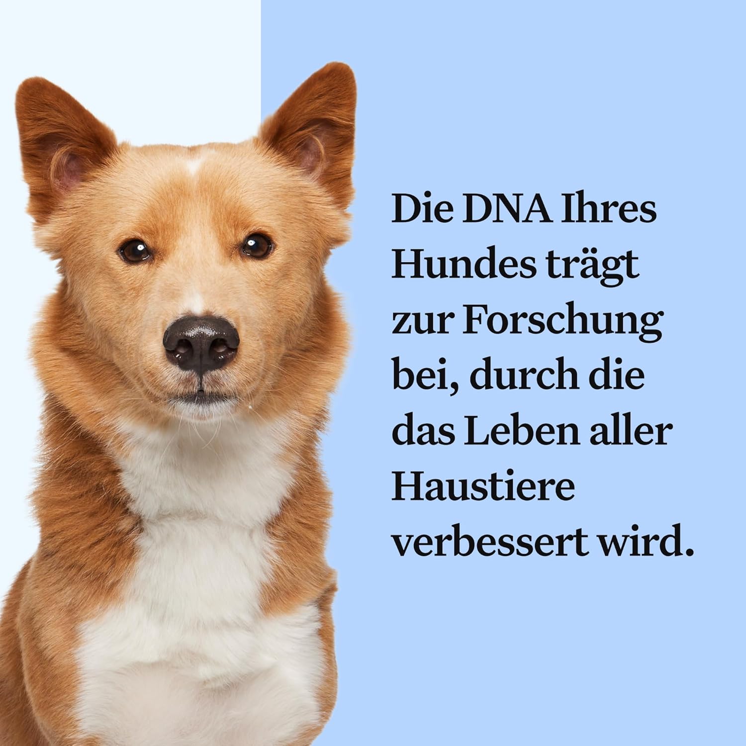 Wisdom Panel zur Feststellung von Hunderassen DNA-Test-Kit – przise Rassen-ID MDR1 Abstammung Verwandte