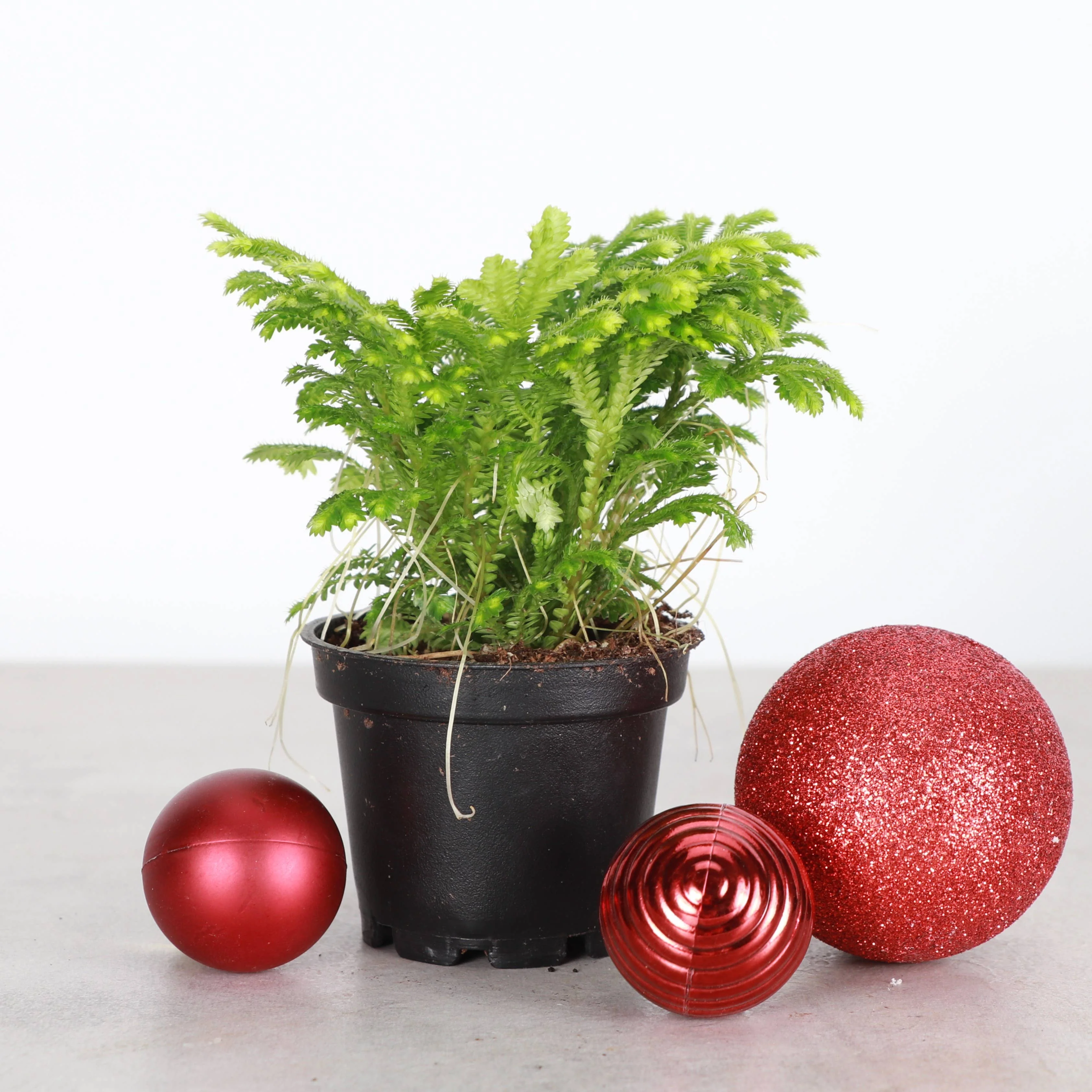 Frosty Fern Plant - Live Plant 4