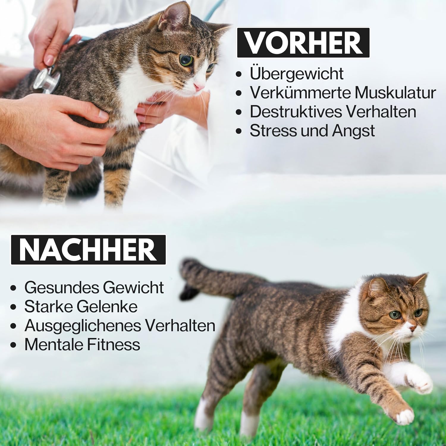 noviclass® Katzenlaufrad Baghira Groß XXL | 132cm Durchmesser Artgerecht für große Katzen | Kratzfest, stabil und leise | Gratis Spielzeug und E-Book | Geprüfte Qualität (Weiß)