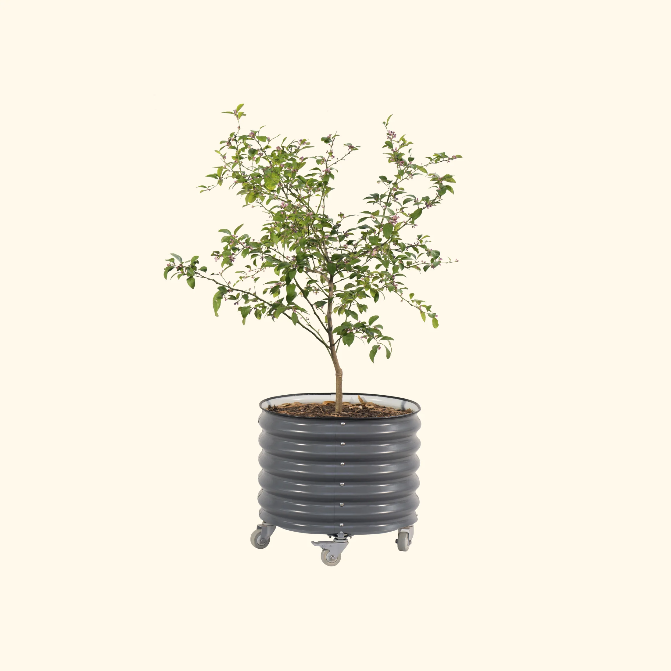 Brits Groen + Zelfbewaterende Rollende Citrusboom Planter