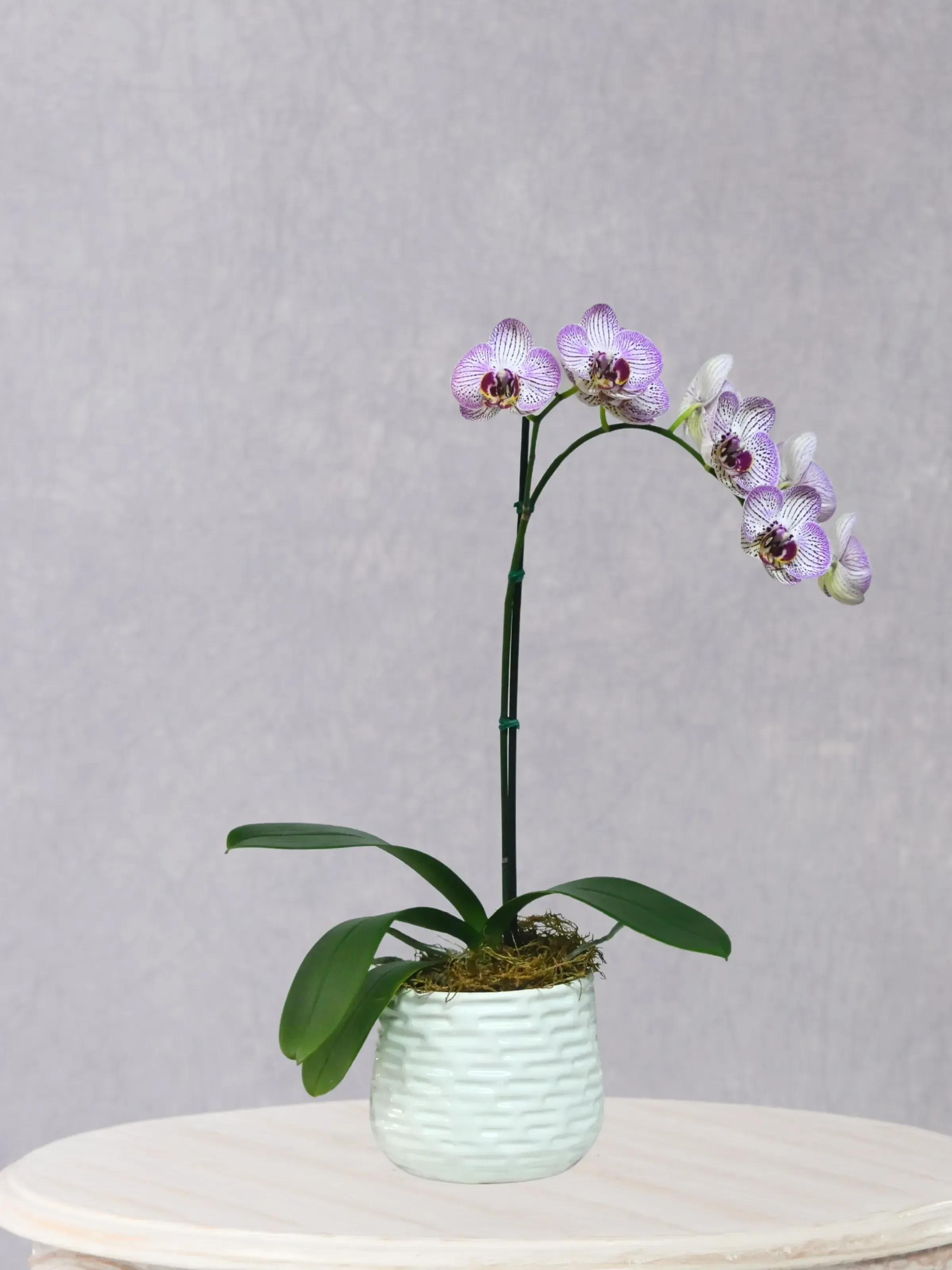 Orquídea Phalaenopsis