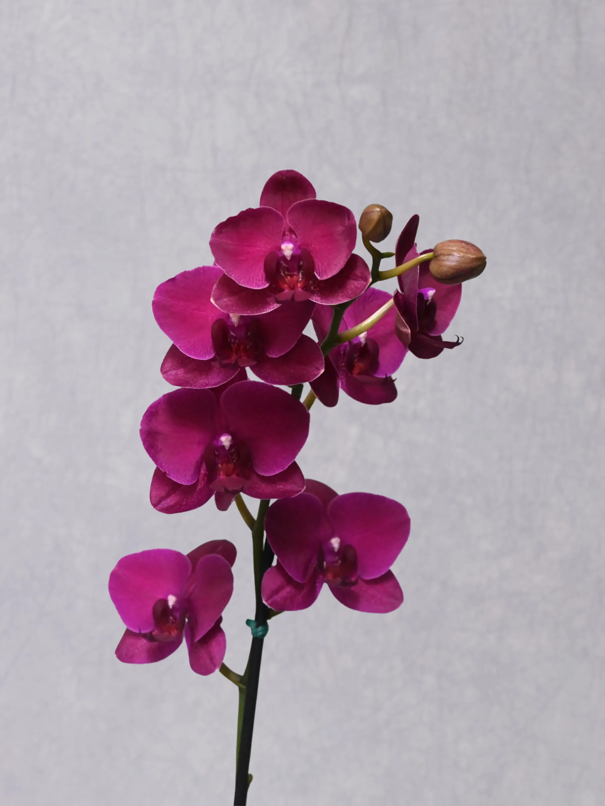 Orquídea Phalaenopsis