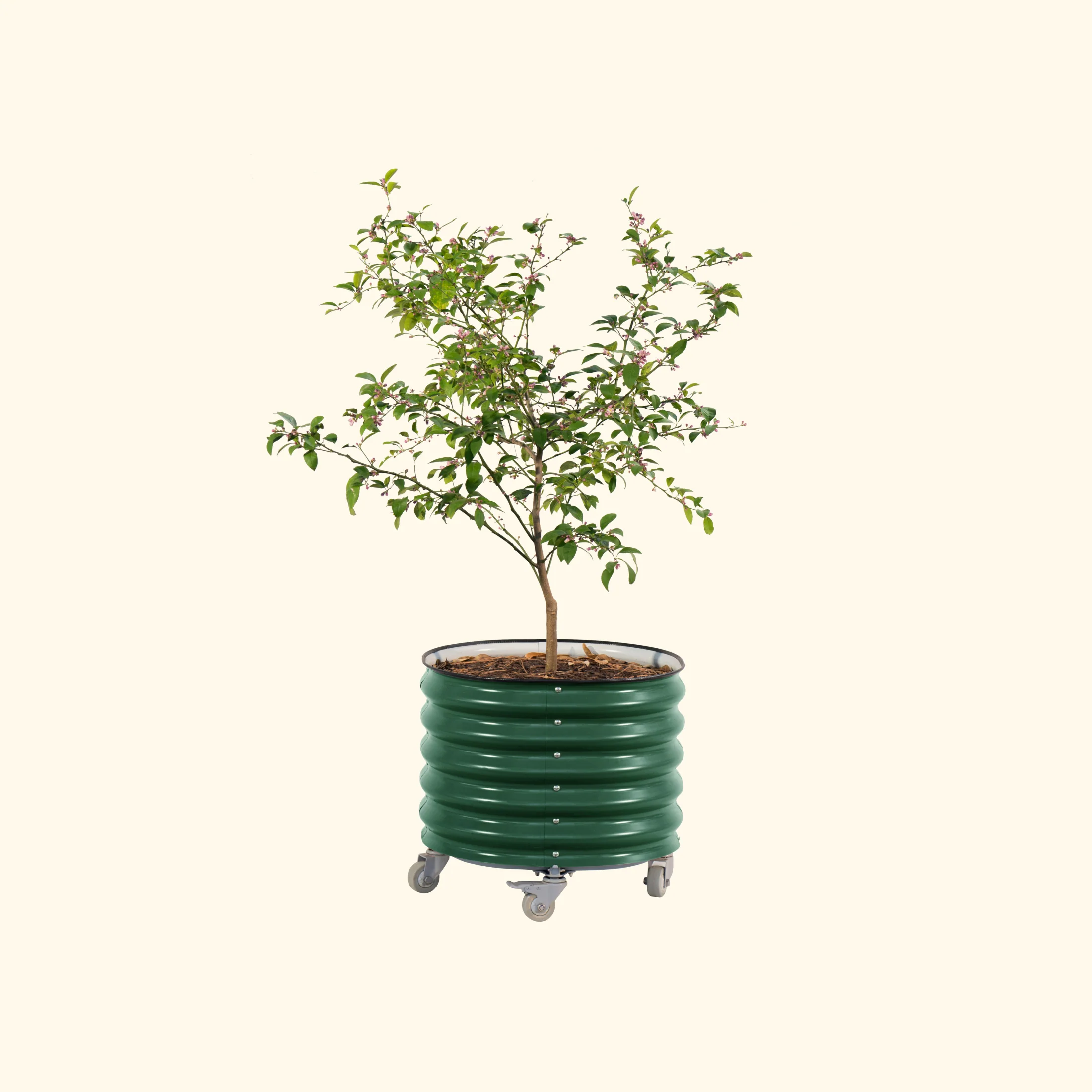 Brits Groen + Zelfbewaterende Rollende Citrusboom Planter