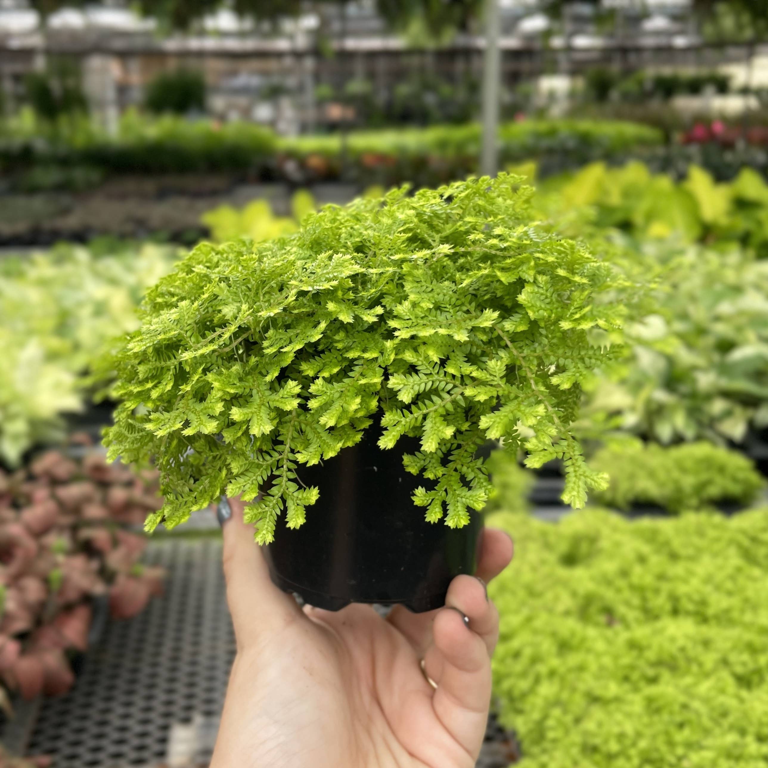Gold Club Moss Fern - 4
