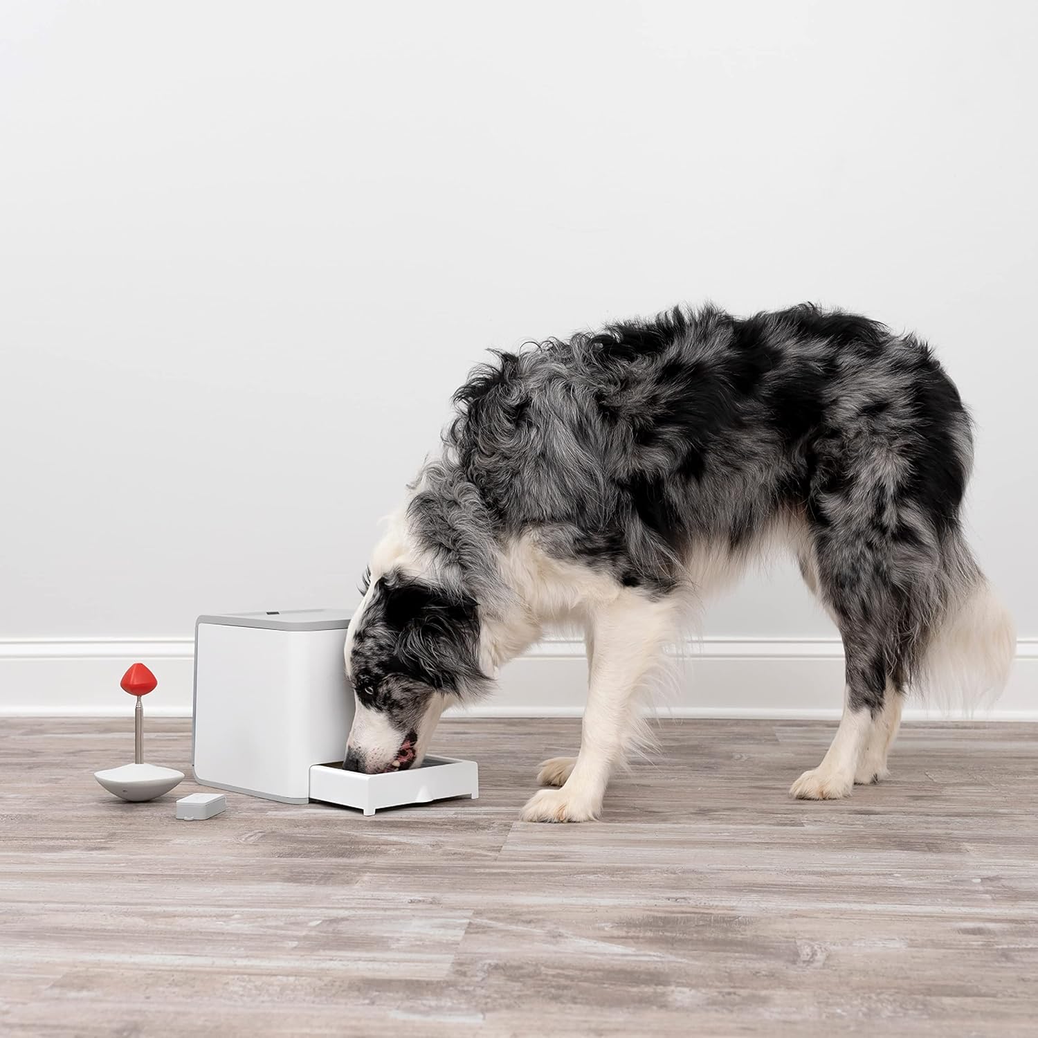 PetSafe Teach und Treat Ferngesteuerter Belohnungstrainer für Hunde, Training und Positive Verstrkung, 4 D Batterien ntig, Grau