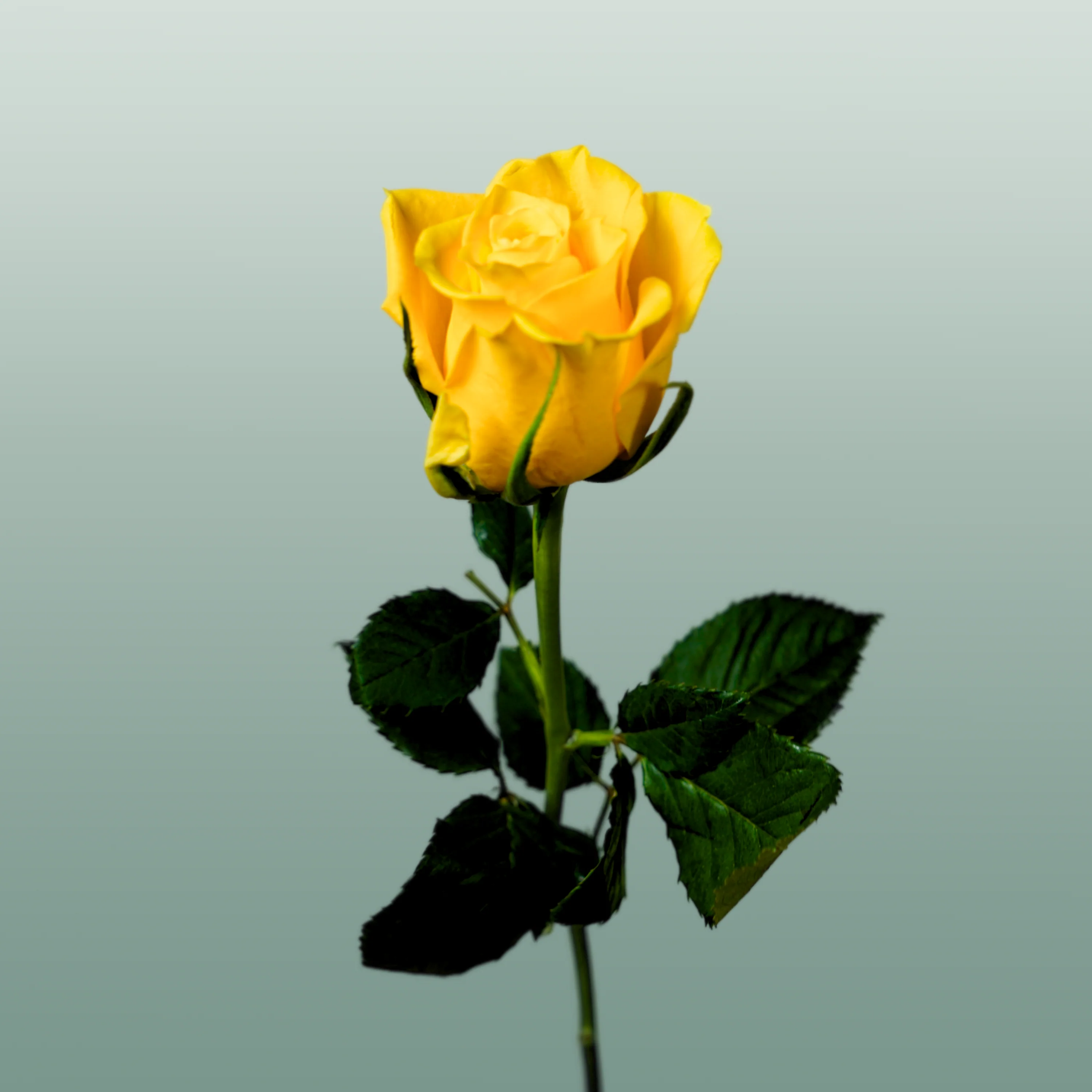 Rose Moonwalk
