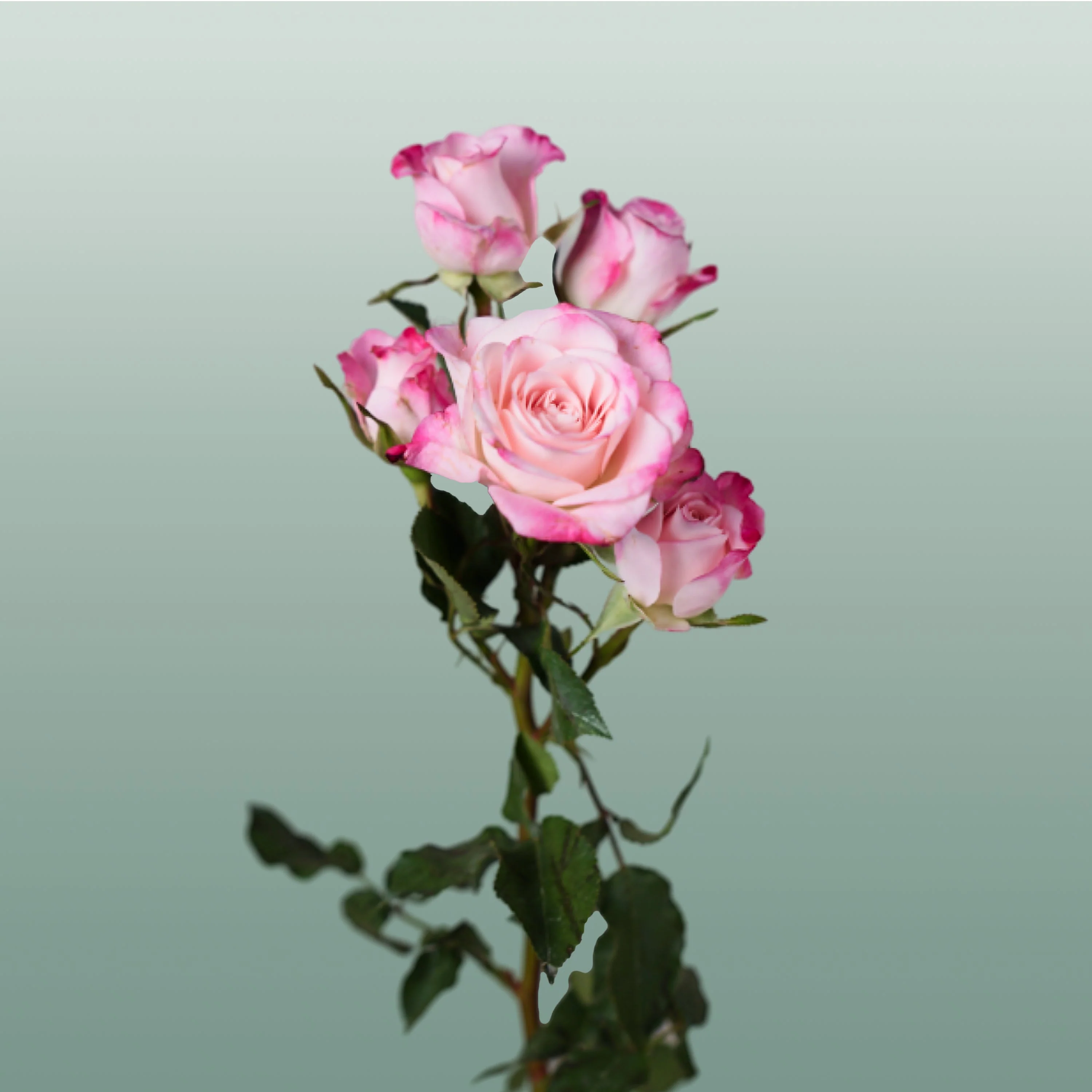 Spray Rose Speaking Blossoms