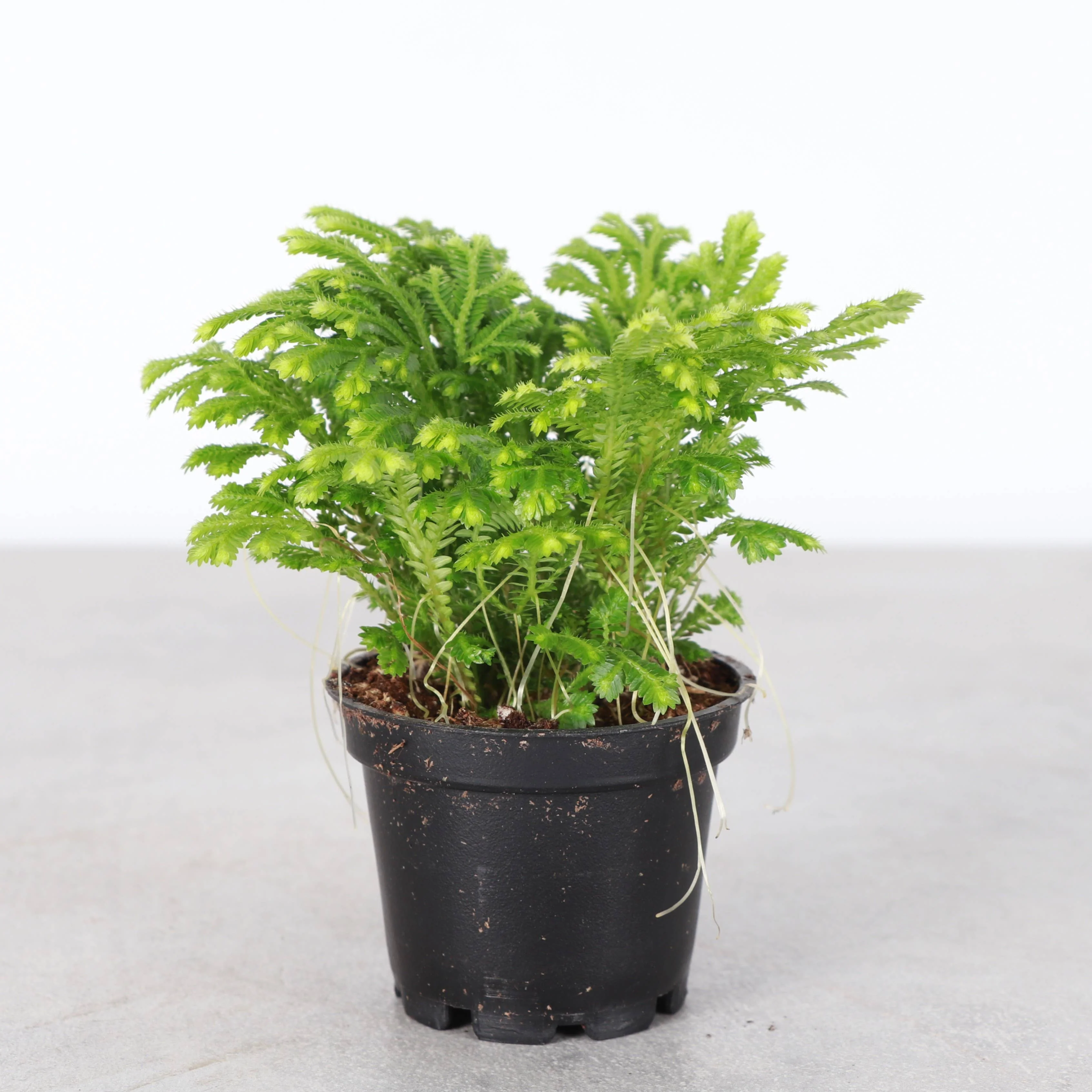 Frosty Fern Plant - Live Plant 4