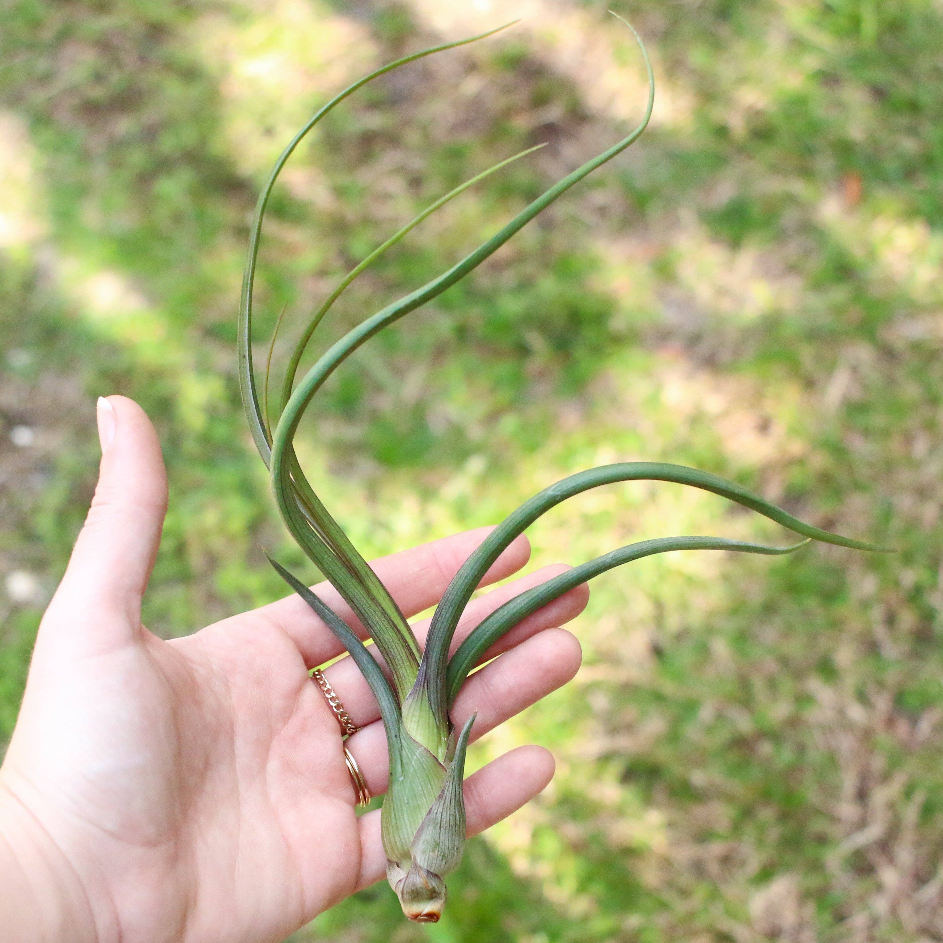 Large Tillandsia Air Plants BAILEYI