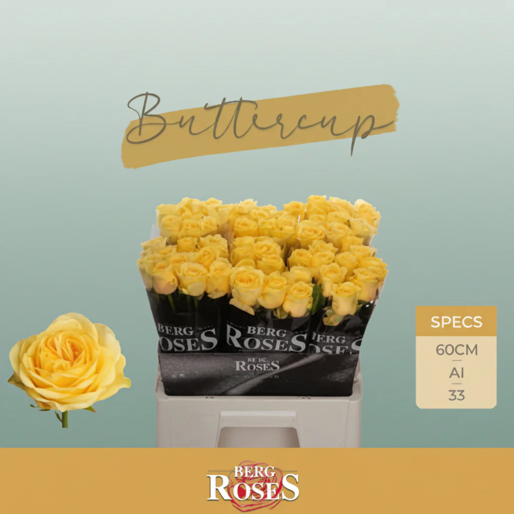 Rose Buttercup