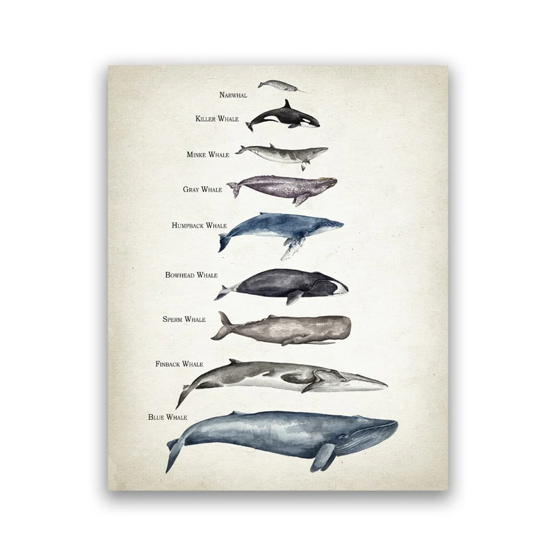 Whale and Shark Watercolor Prints - Educational Nursery Wall Art
