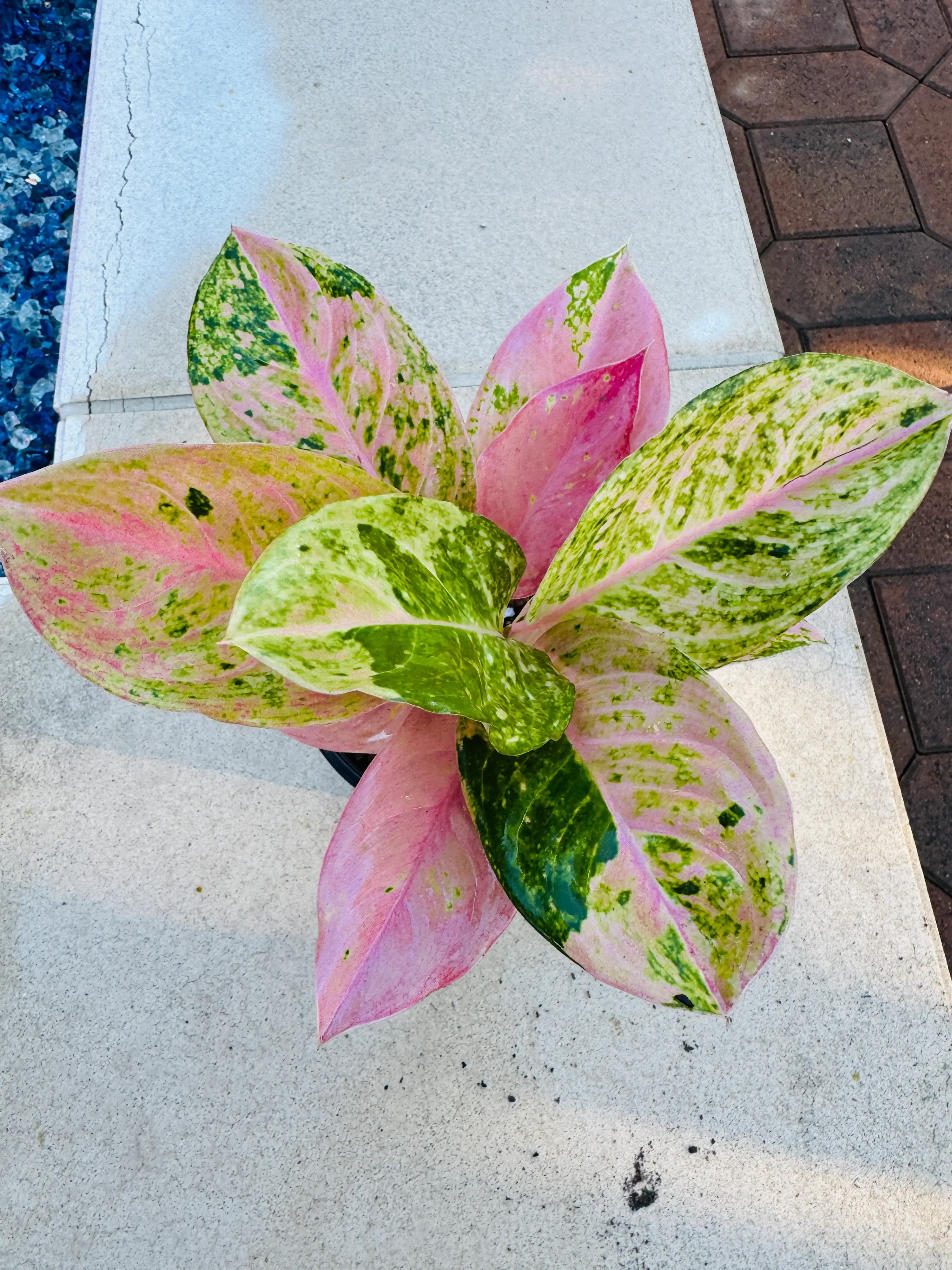 Aglaonema Prakaiphet Live Plant