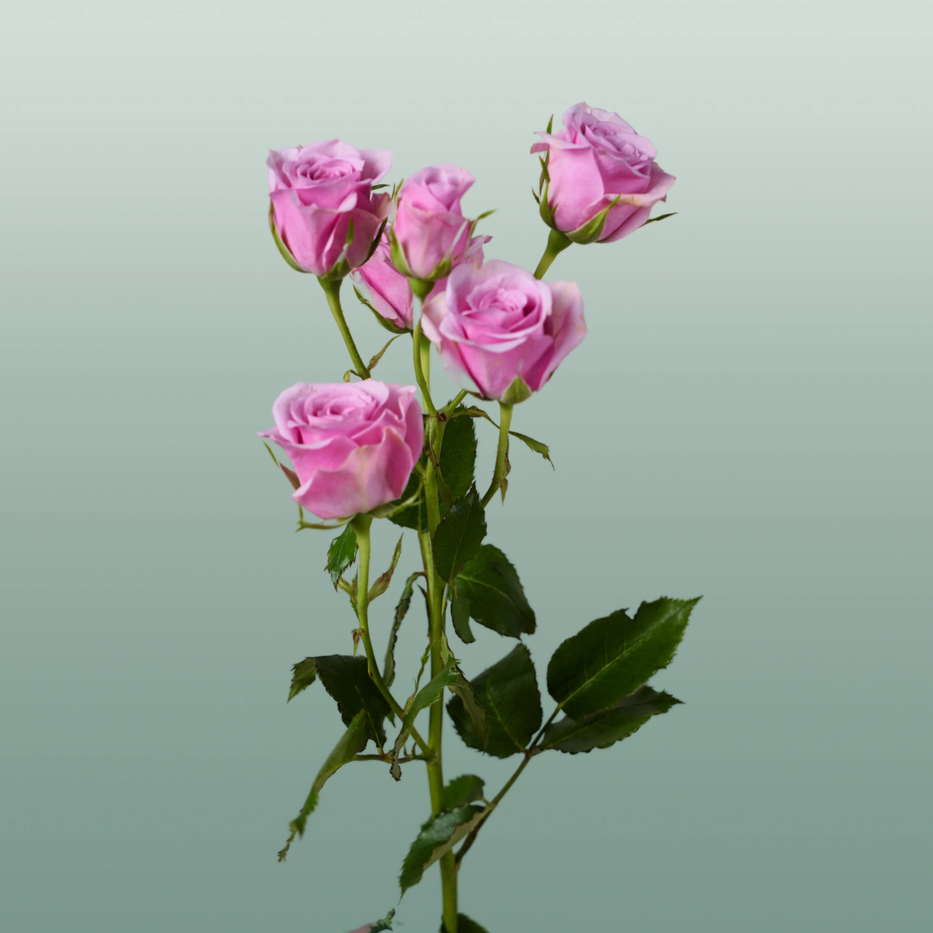 Spray Rose Leila
