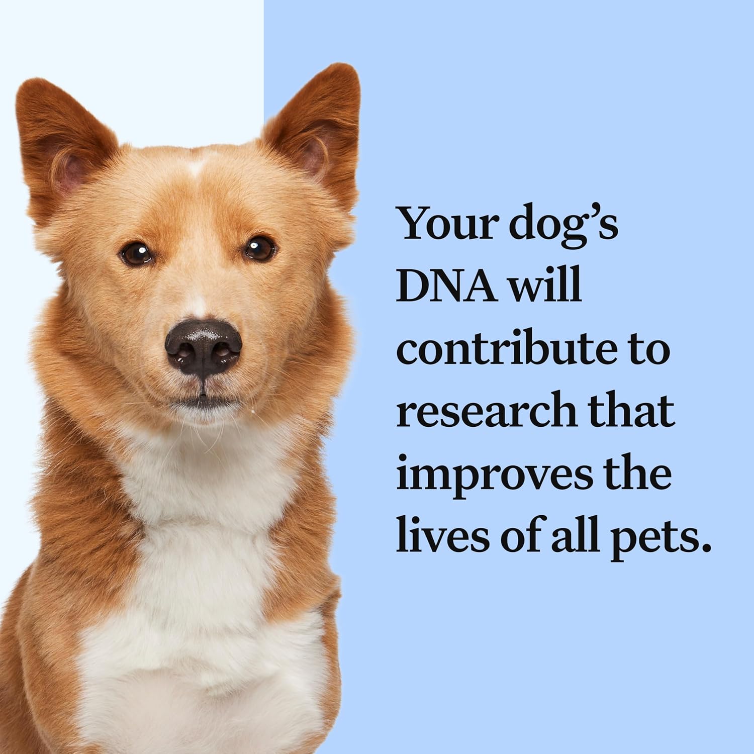 Wisdom Panel zur Feststellung von Hunderassen DNA-Test-Kit – przise Rassen-ID MDR1 Abstammung Verwandte