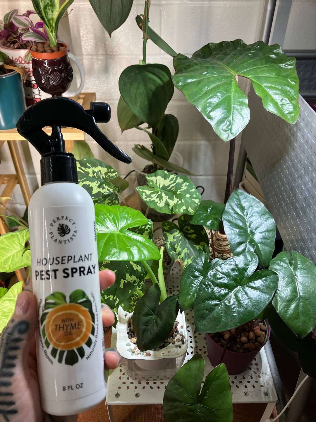 Natural + Non-Toxic Houseplant Pest Spray 16 oz PERFECT PLANTISTA