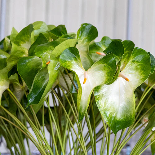 Anthurium Denali