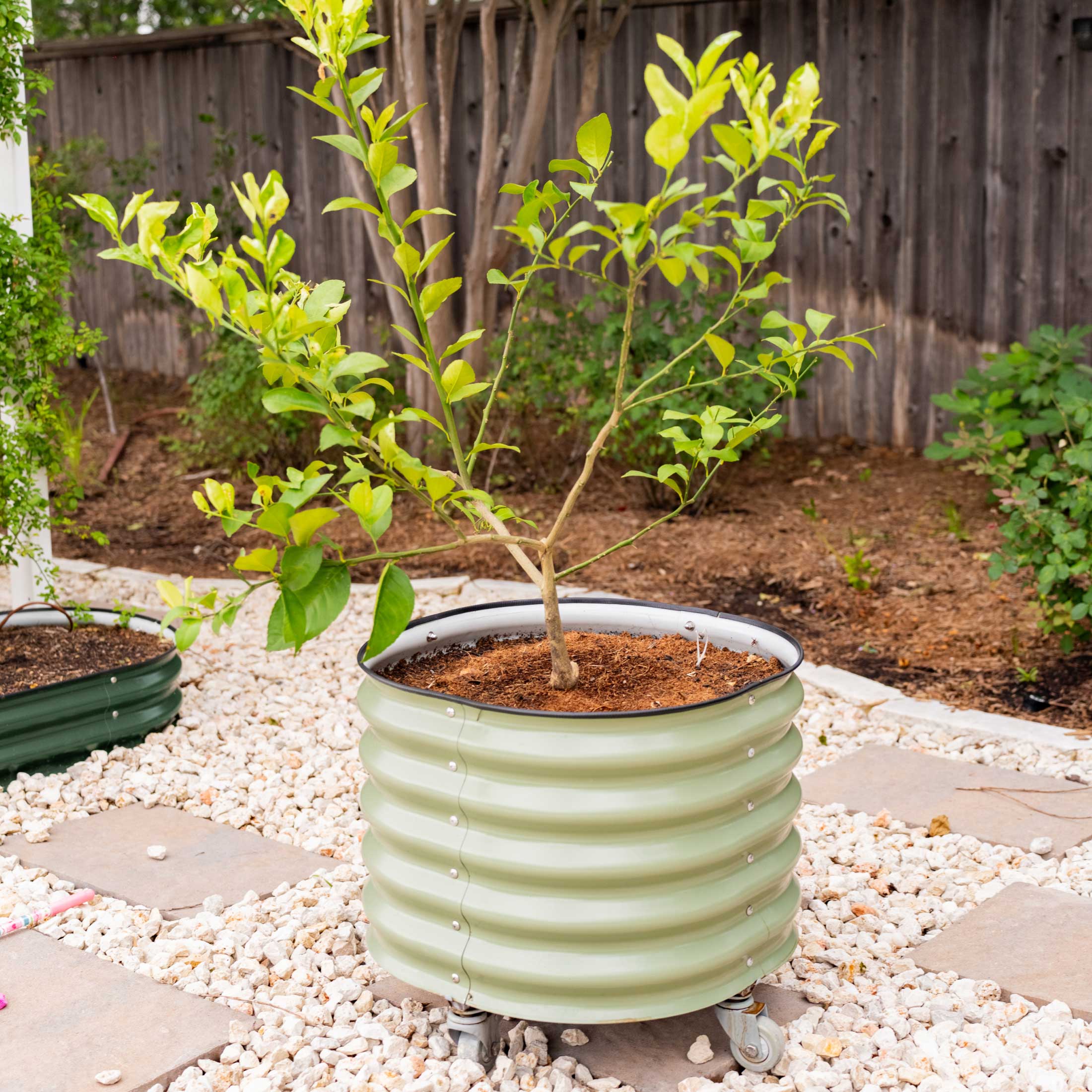 Brits Groen + Zelfbewaterende Rollende Citrusboom Planter