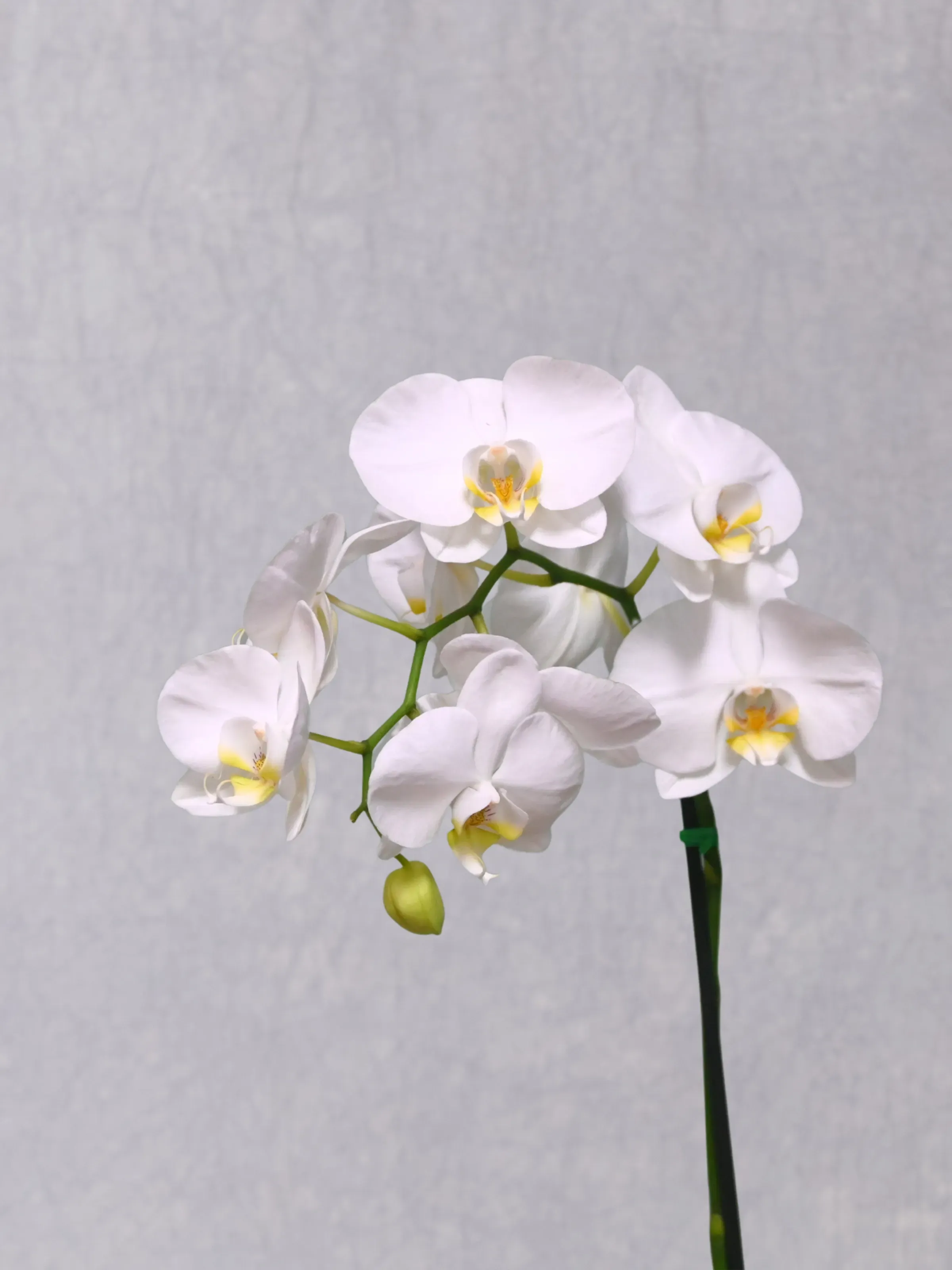 Orquídea Phalaenopsis