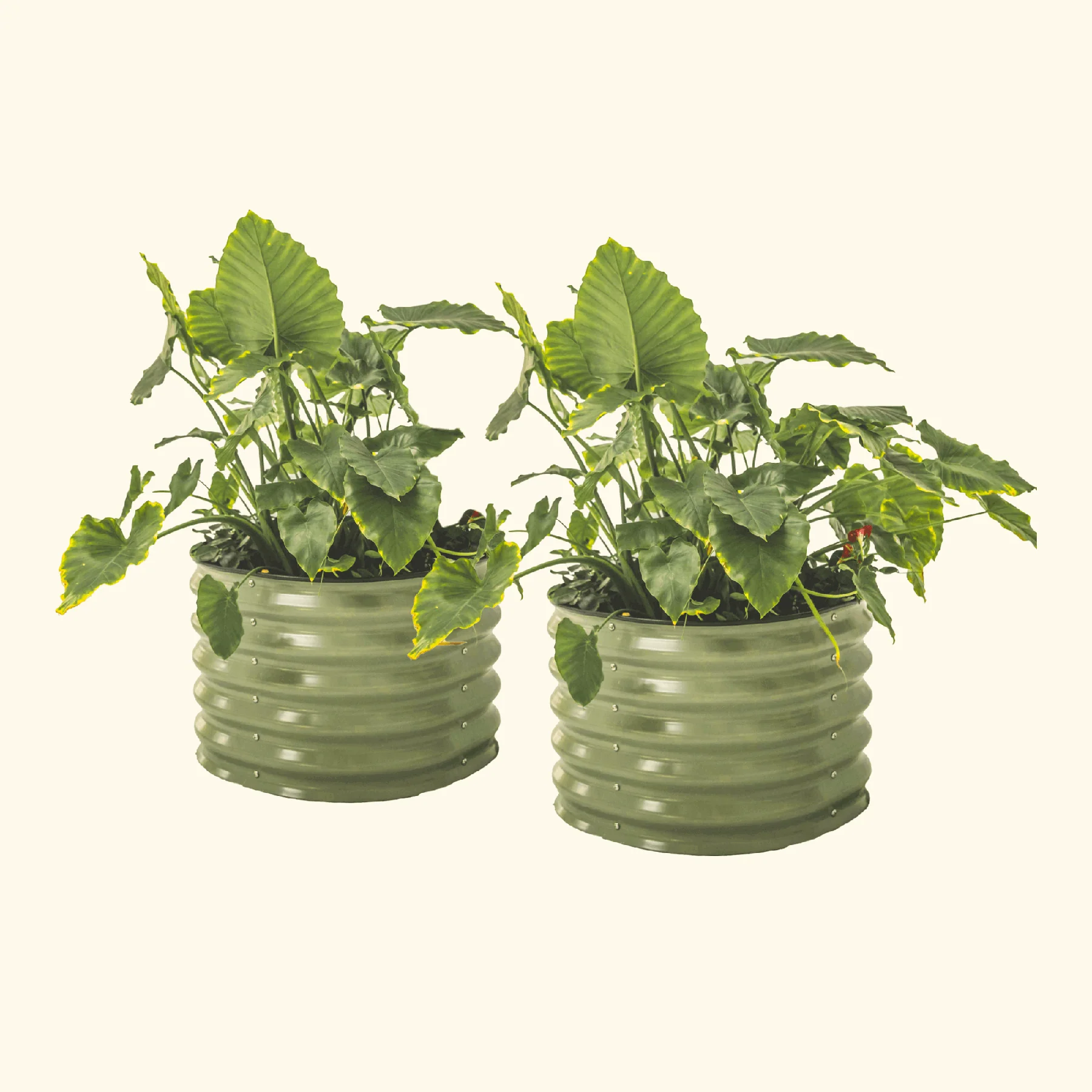 Zelfbewaterende plantenbak - set van twee