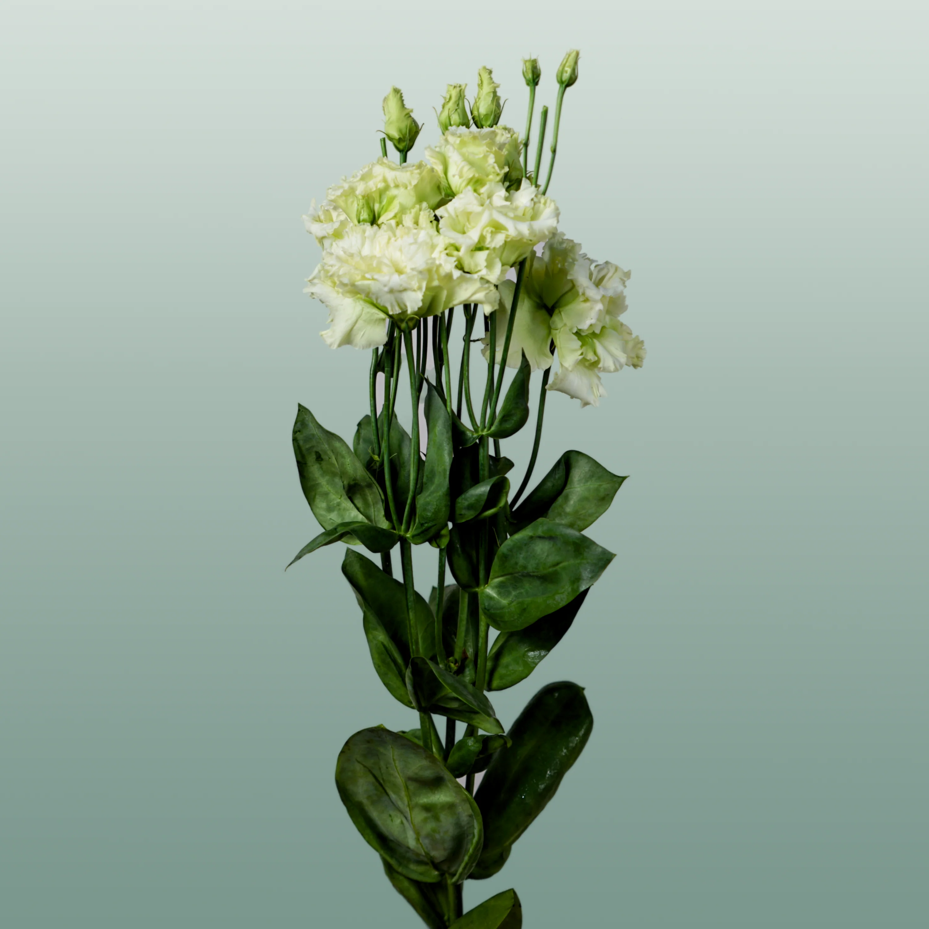 Eustoma Alissa Green (10 Stems)