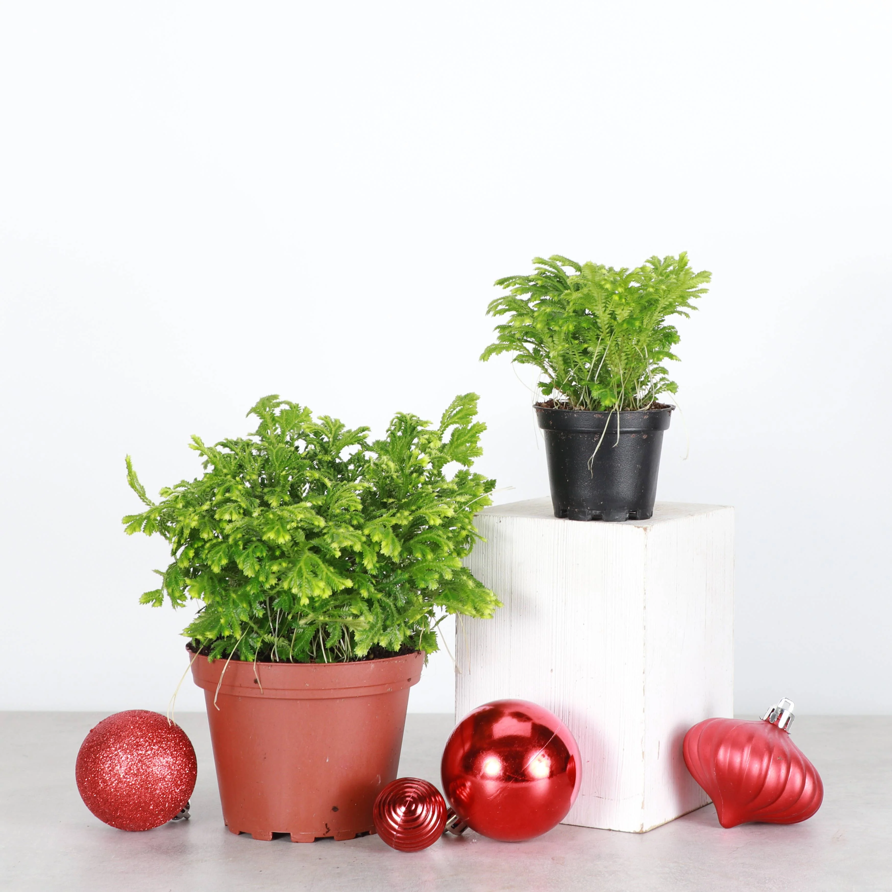 Frosty Fern Plant - Live Plant 4