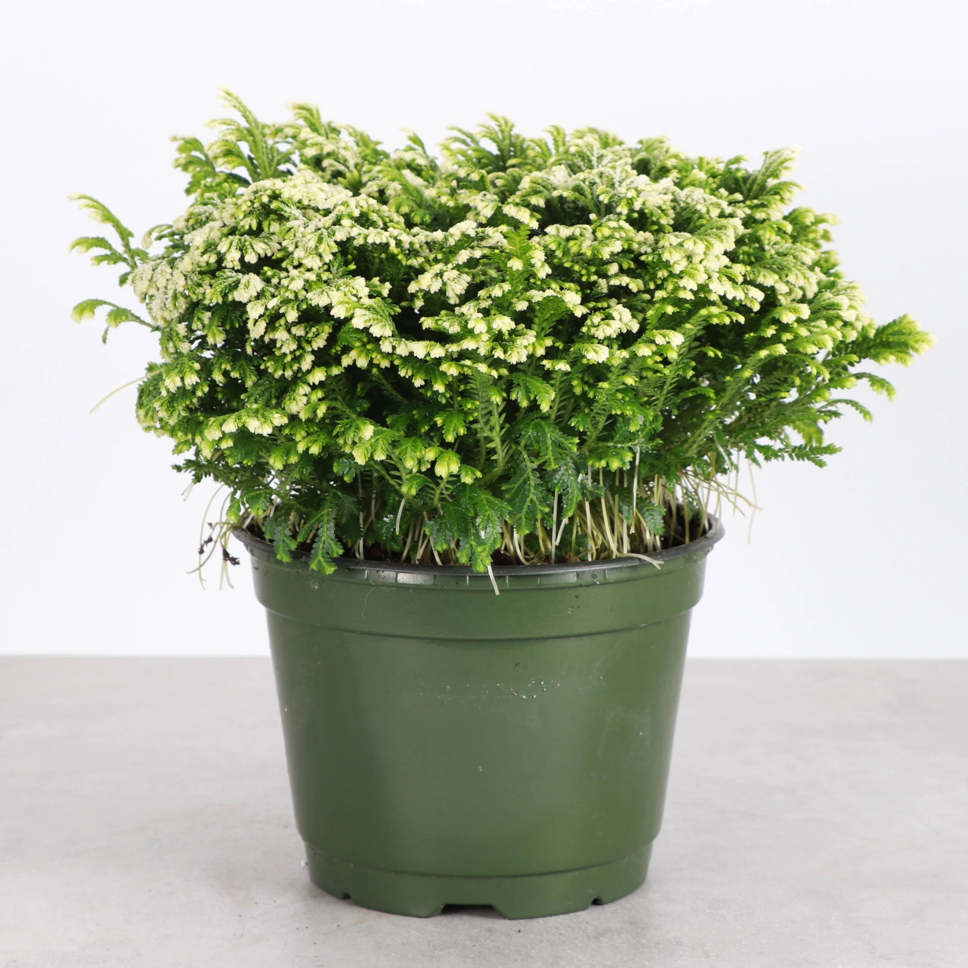 Frosty Fern Plant - Live Plant 4