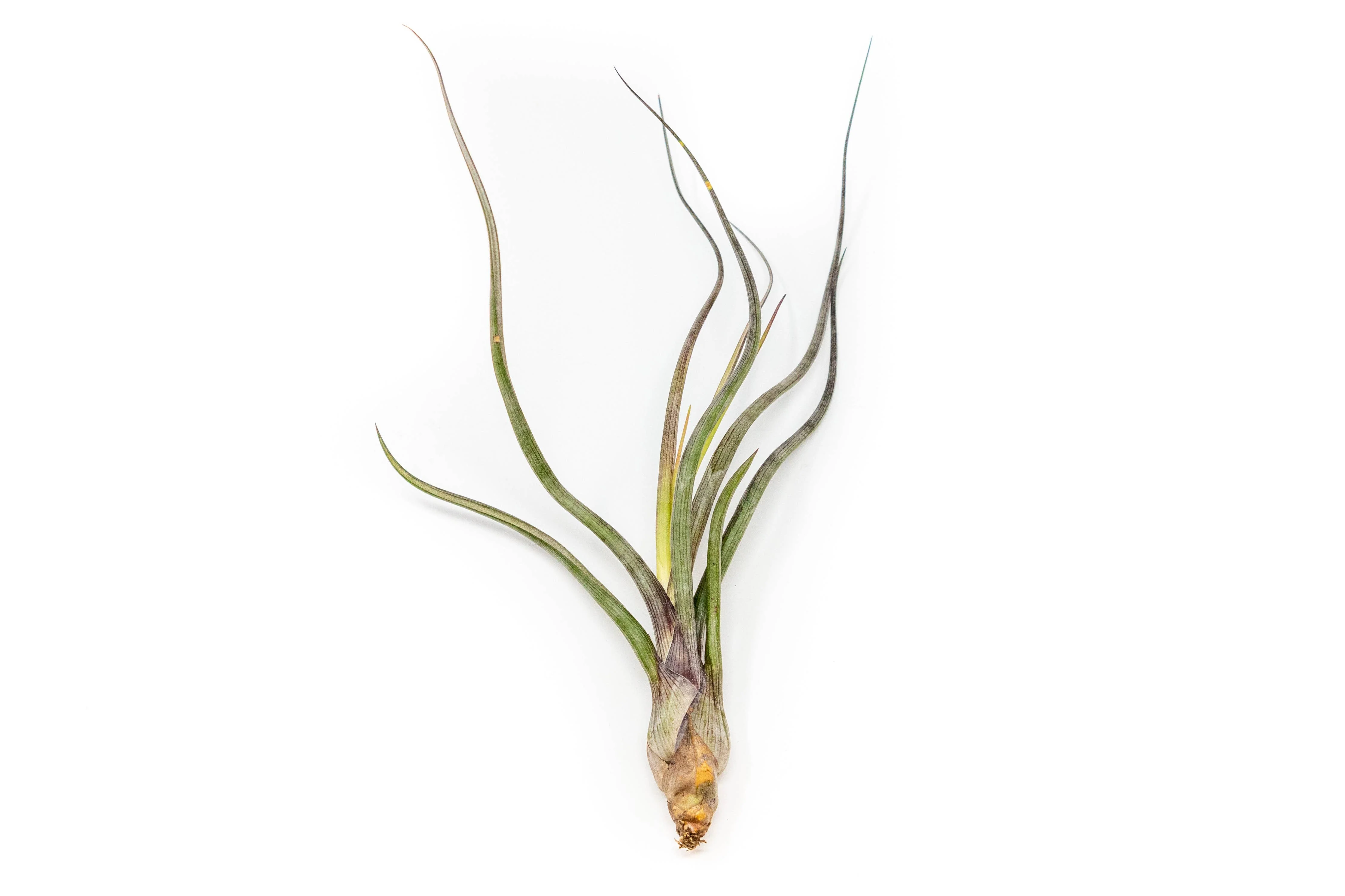 Large Tillandsia Air Plants BAILEYI