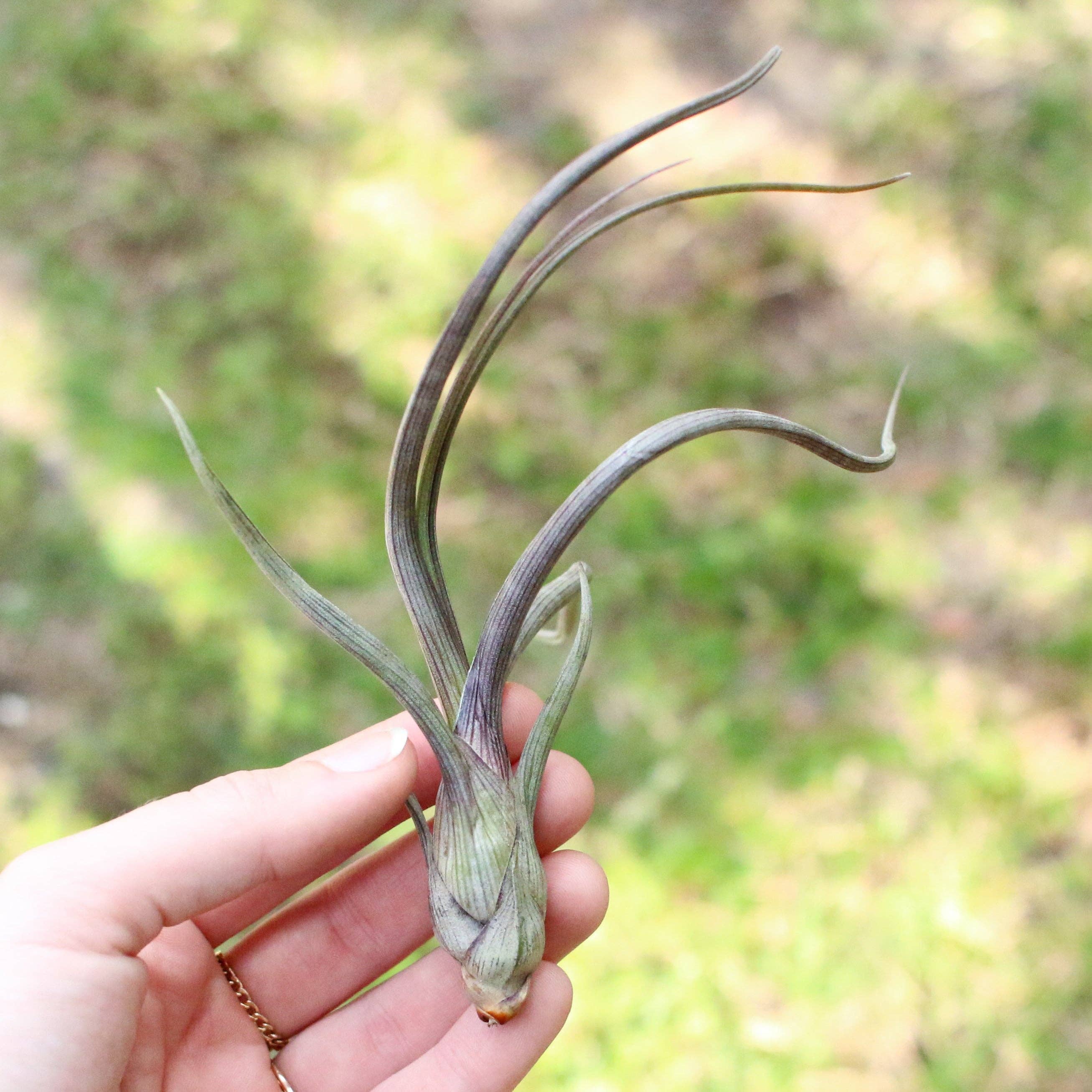 Large Tillandsia Air Plants BAILEYI