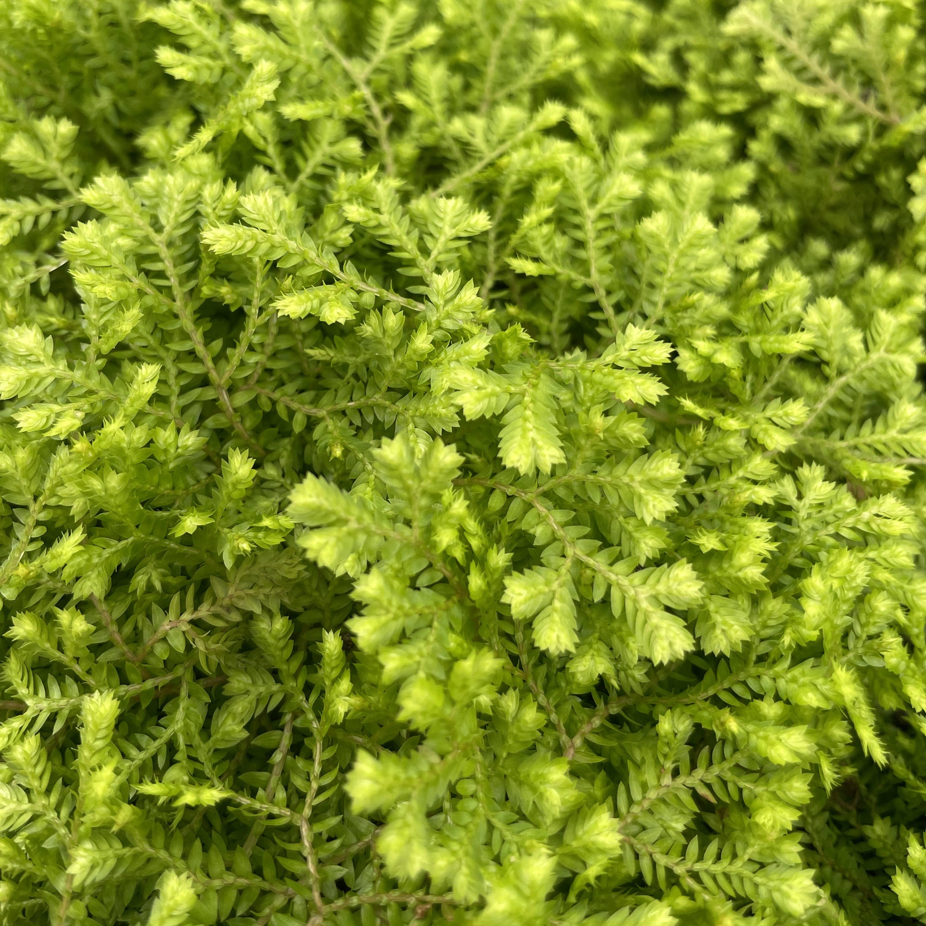 Gold Club Moss Fern - 4