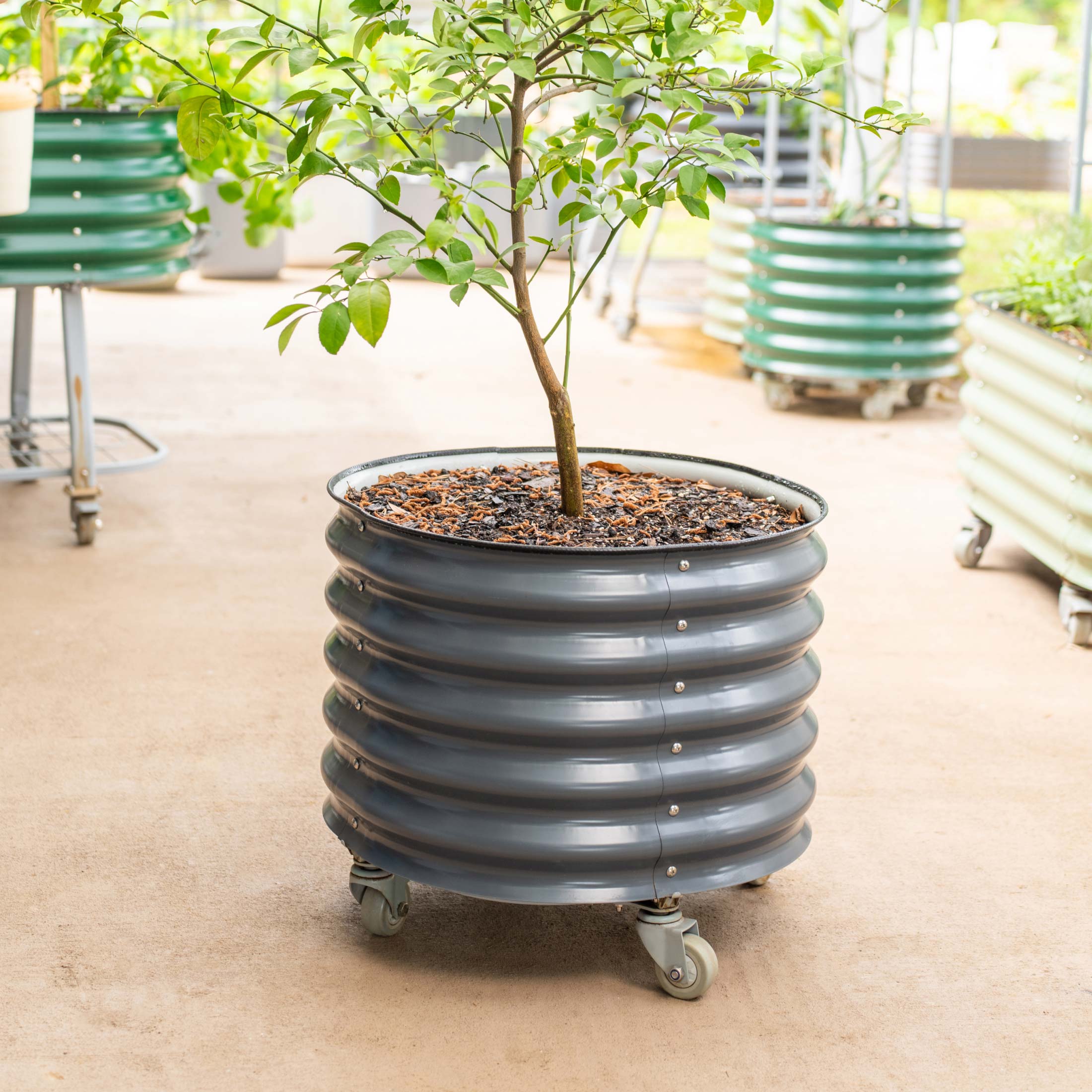 Brits Groen + Zelfbewaterende Rollende Citrusboom Planter